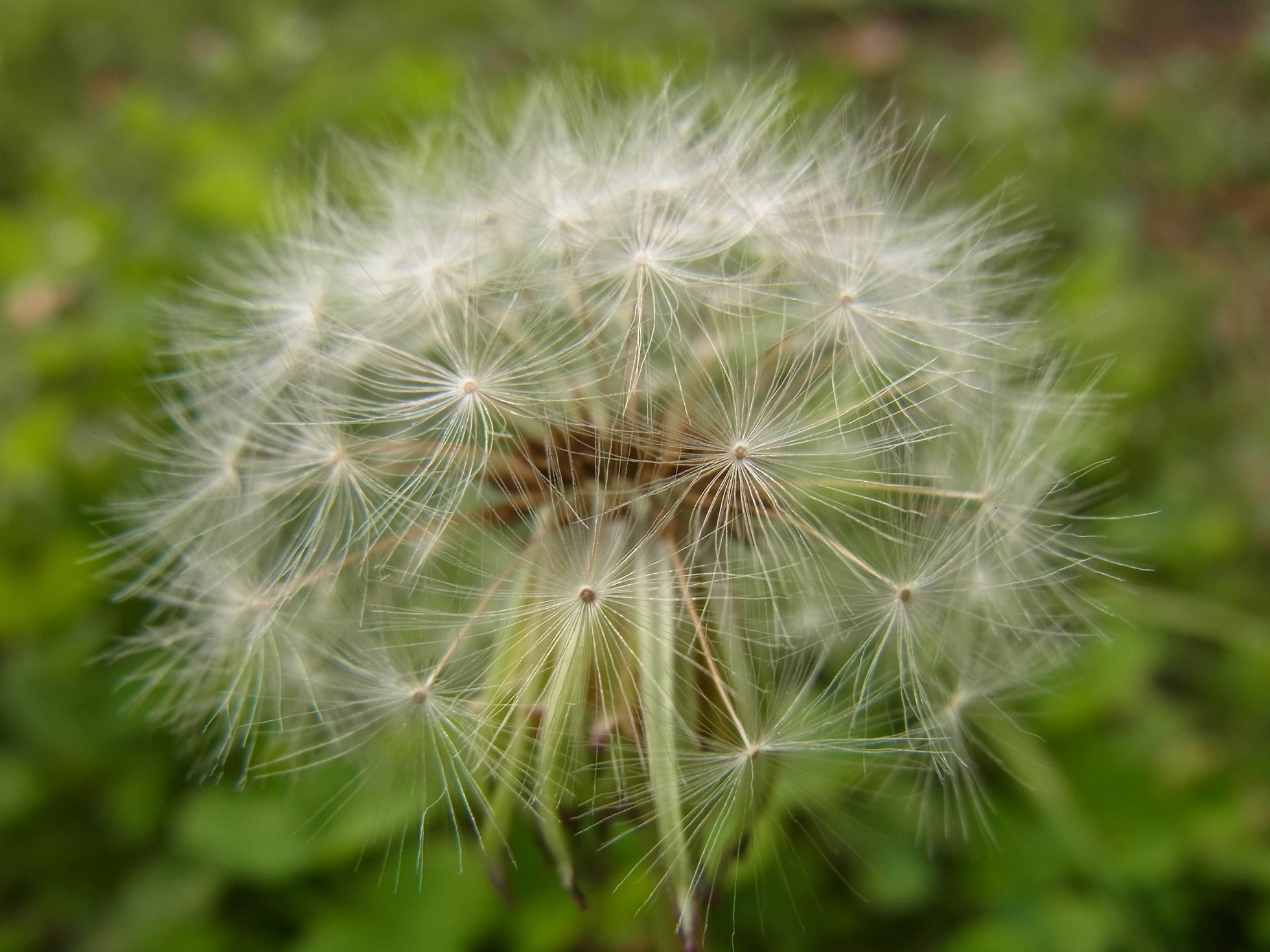 plant, beauty, white color, vulnerability, dandelion, 1080P, focus on foreground, tranquility, inflorescence, close up, freshness, flower, softness, photosynthesis, HD Wallpaper