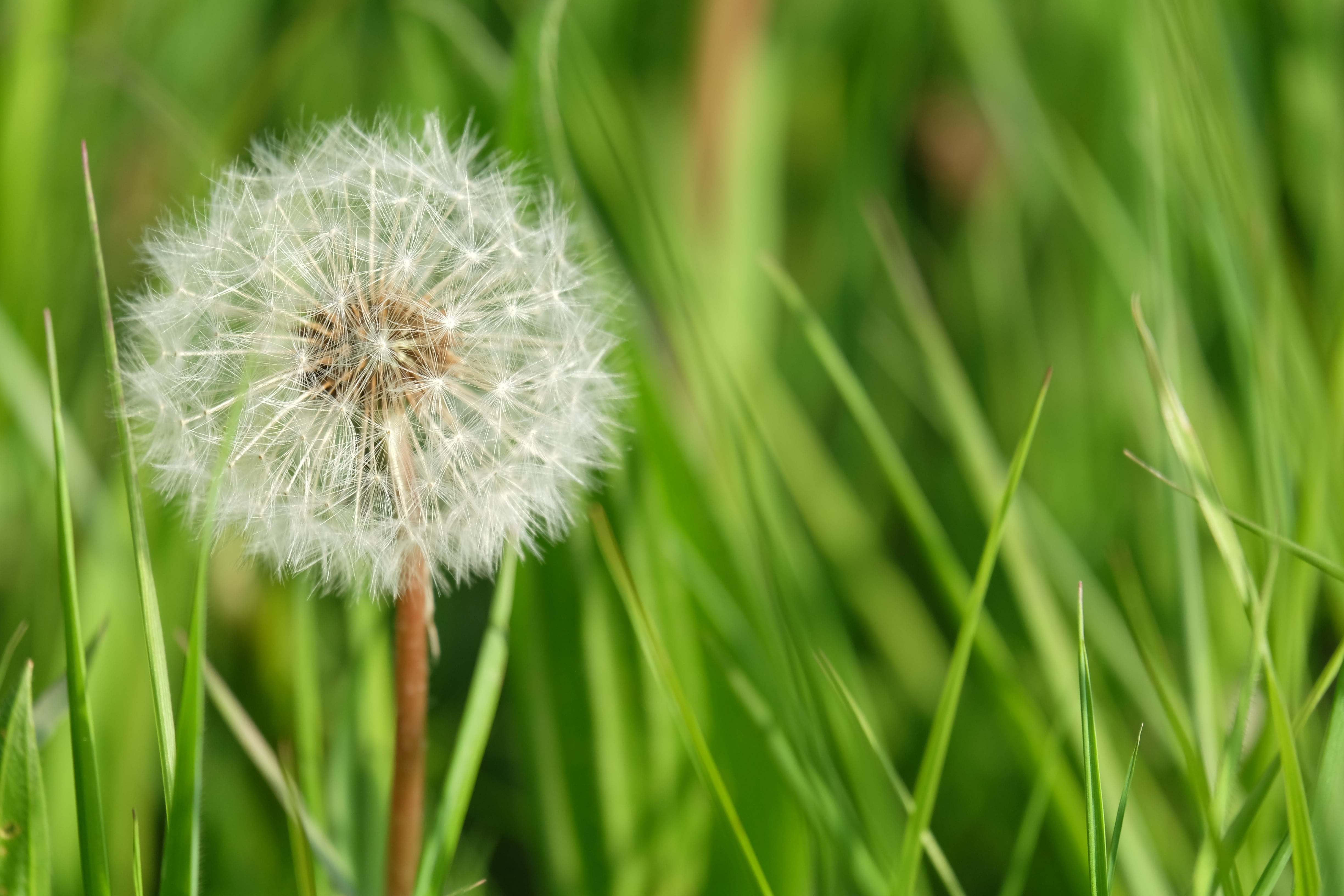 plant, close-up, growth, flower, softness, beauty in nature, outdoors, meadow, weed, bright, dandelion seed, flower head, 4K, field, nature, fragility, HD Wallpaper