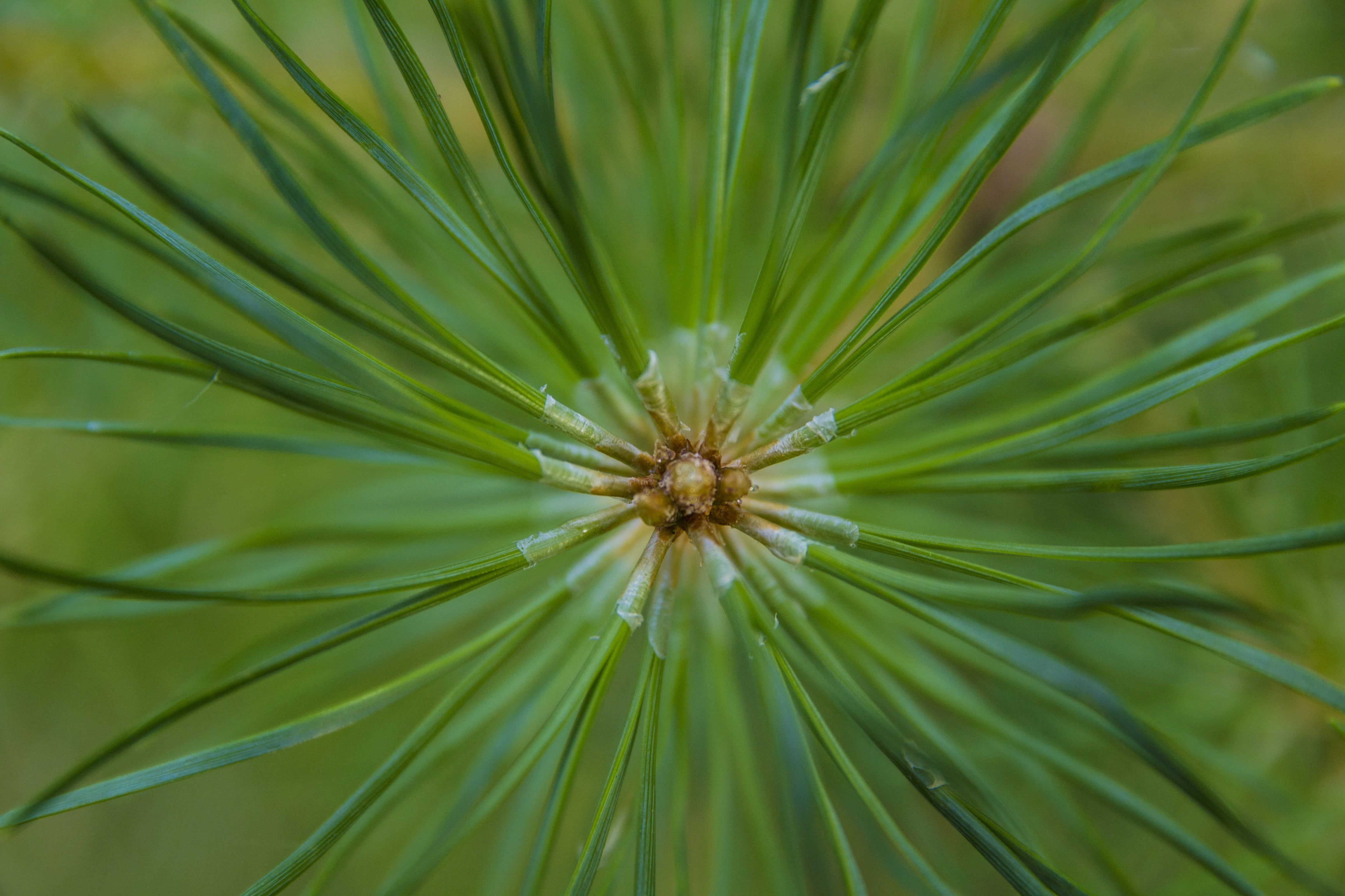 backgrounds, photosynthesis, close-up, green, environment, focus on foreground, growth, no people, pine needles, tree, freshness, needle - plant part, outdoors, HD Wallpaper