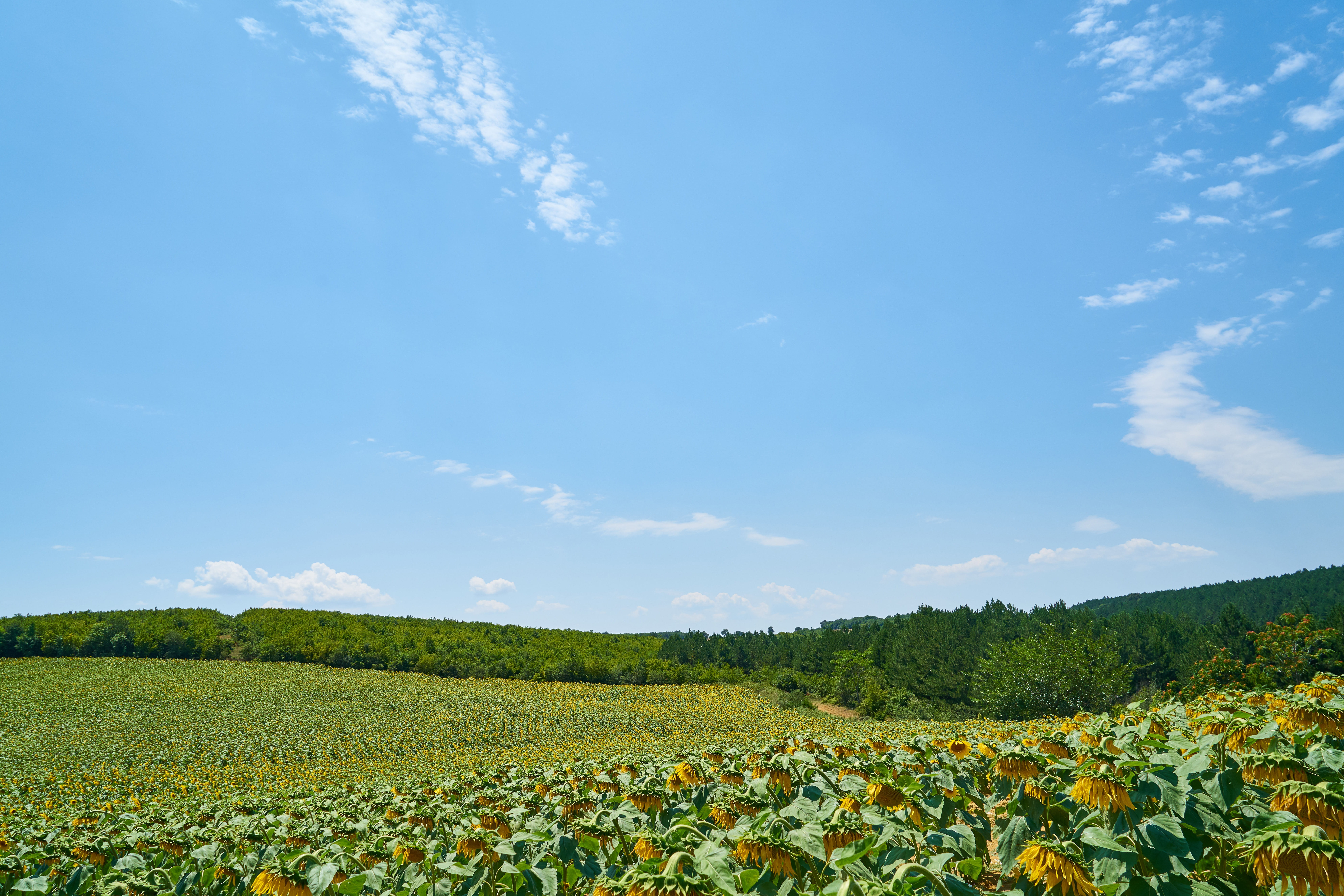 rural scene, day, outdoors, scenics - nature, sunflower, open, environment, tranquility, tree, cloud - sky, trees, scene, clouds, summer, area, green color, HD Wallpaper
