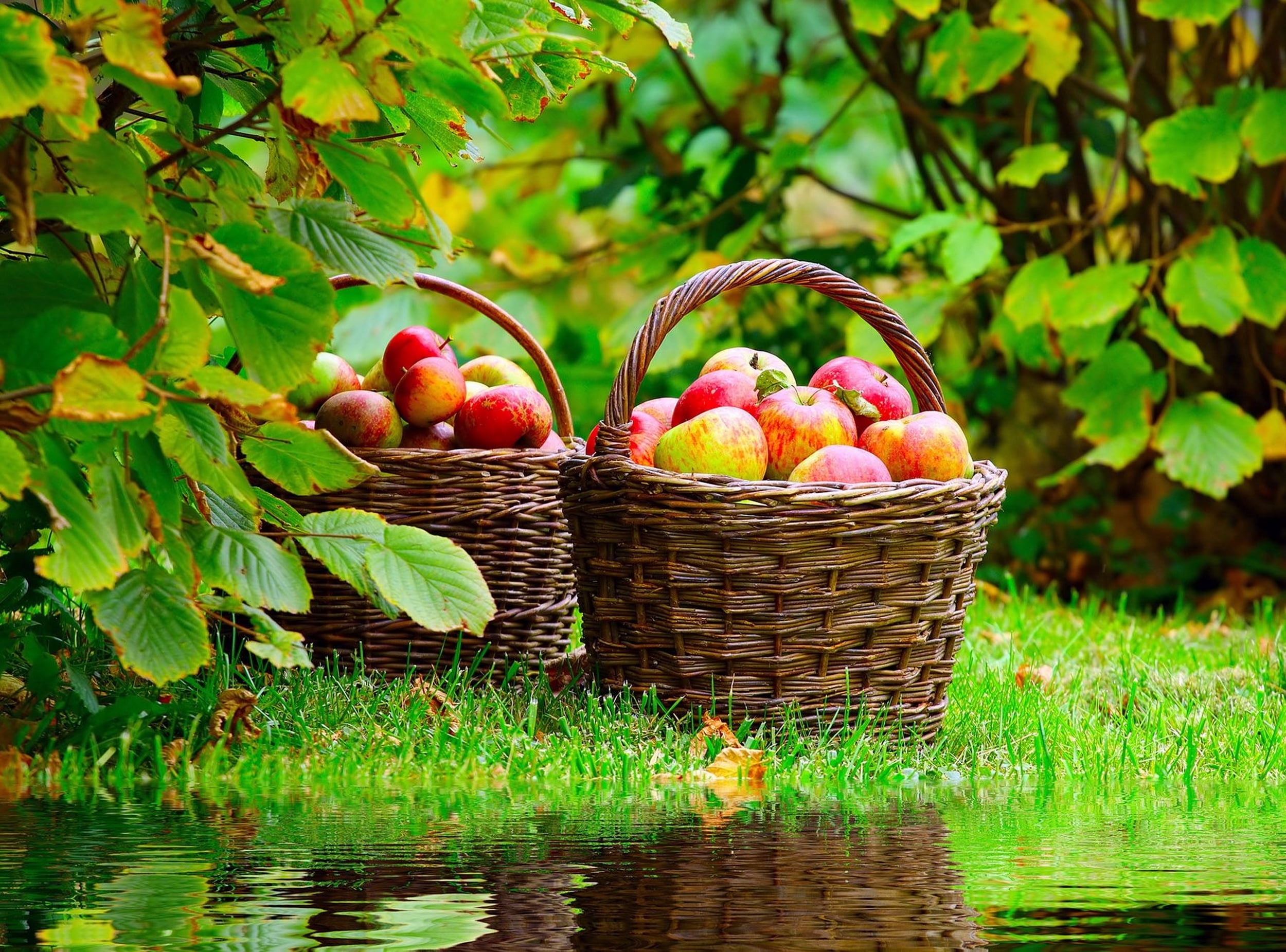 apples, plant, agriculture, no people, container, grass, tree, outdoors, Nature, honeycrisp, basket, fruit, food and drink, healthy eating, water, wicker, HD Wallpaper