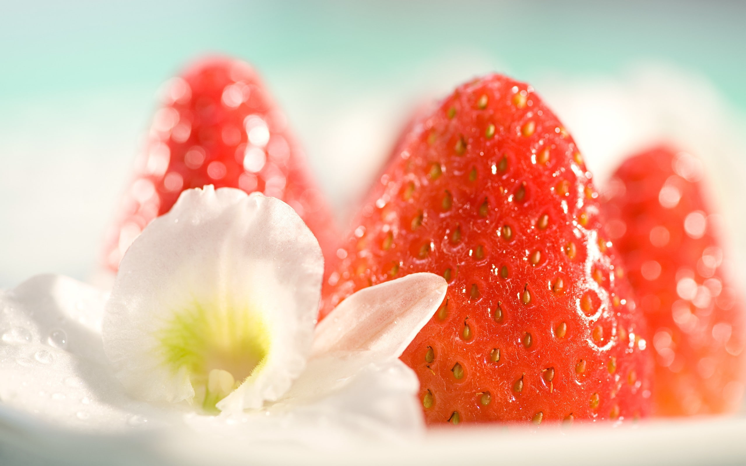 2K, flowers, photography, fruit, macro, food, strawberries, HD Wallpaper