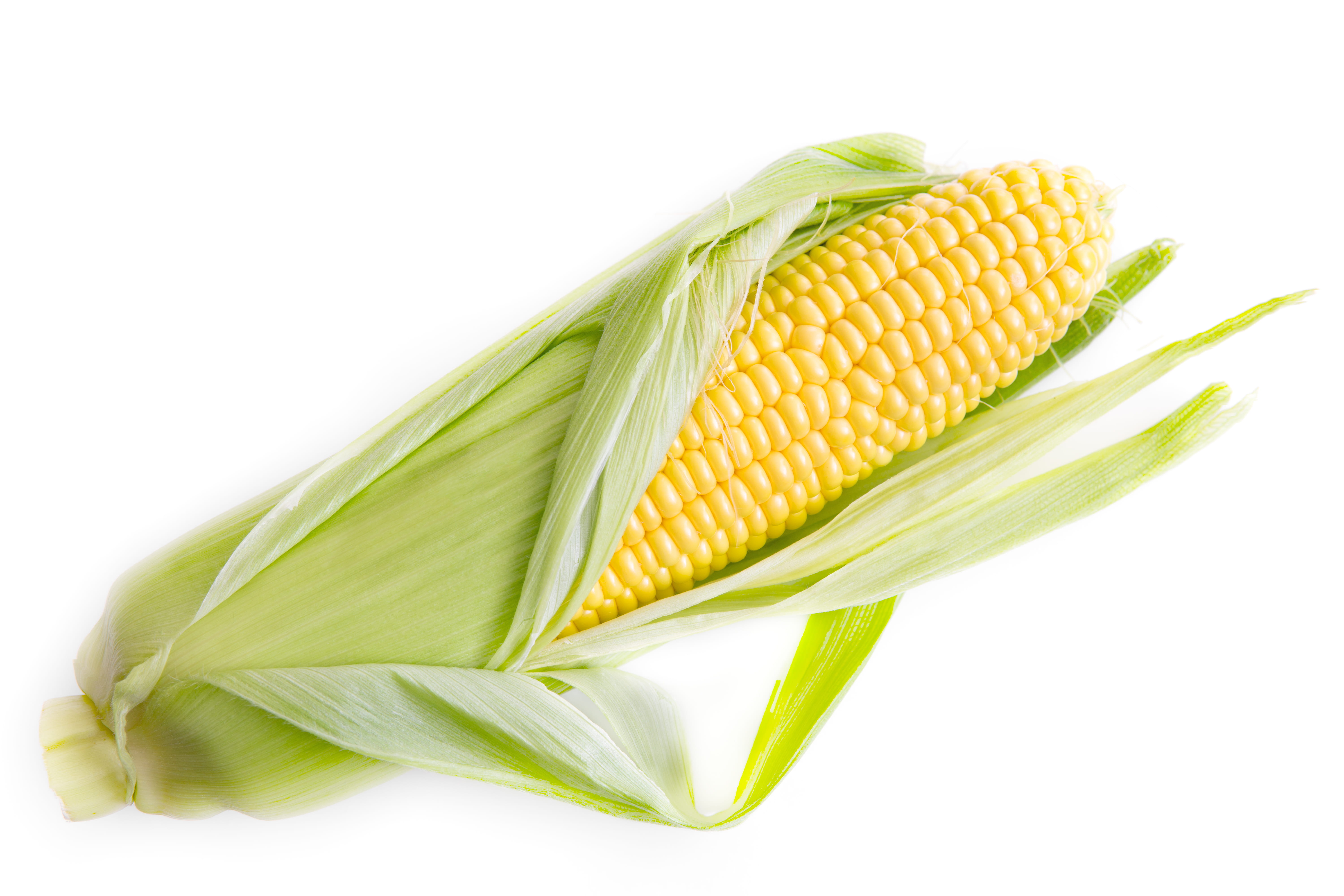 freshness, vitamins, corn cob, white background, raw food, food, plant part, nutritious, close-up, bright, farm, cut out, vegetable, indoors, vegetarian food, HD Wallpaper