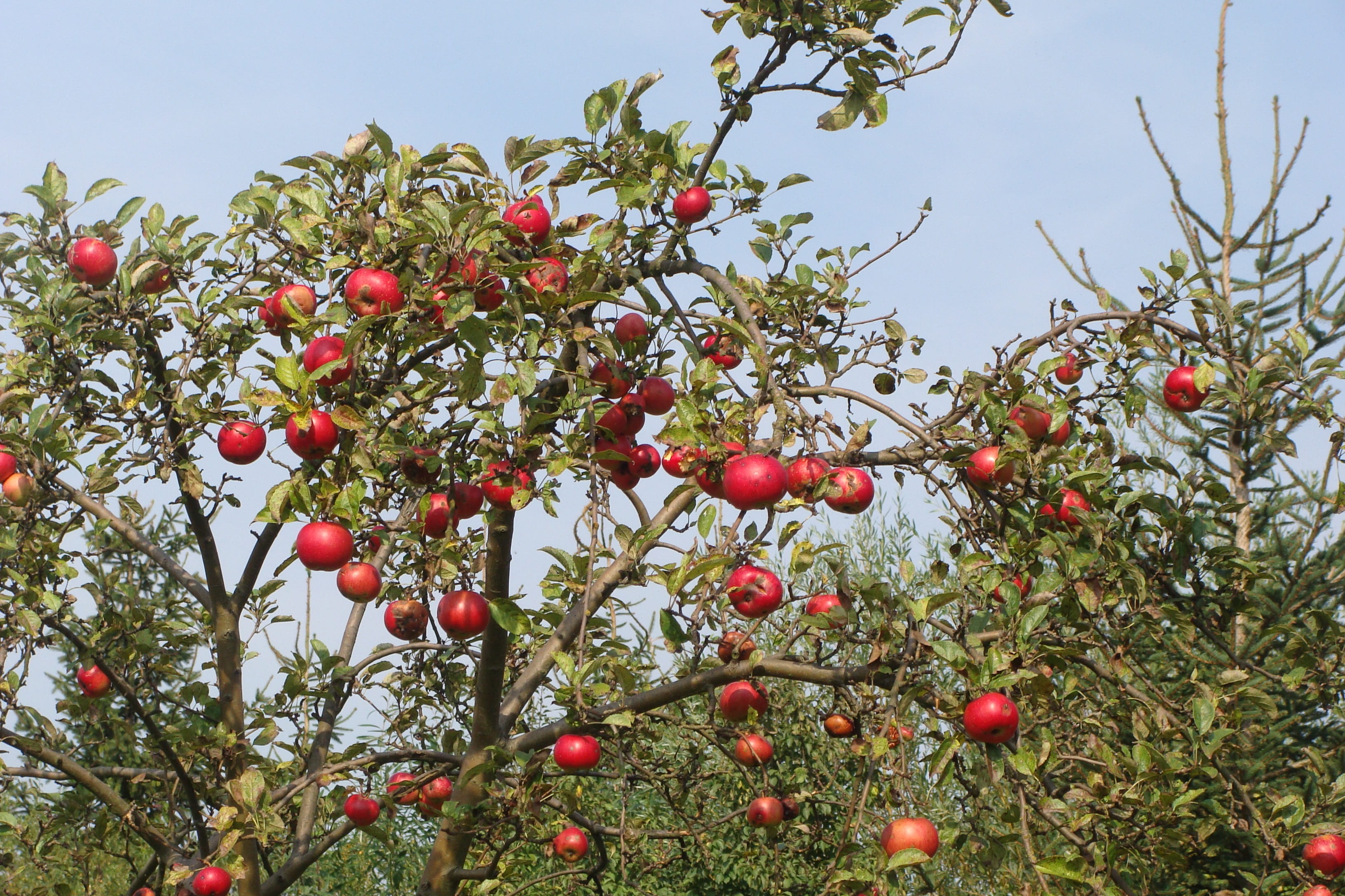 healthy eating, agriculture, trunk, day, no people, fruit, low angle view, plant, fresh, leaves, nature, nutrition, branch, raw, growth, autumn, tree, beauty in nature, HD Wallpaper
