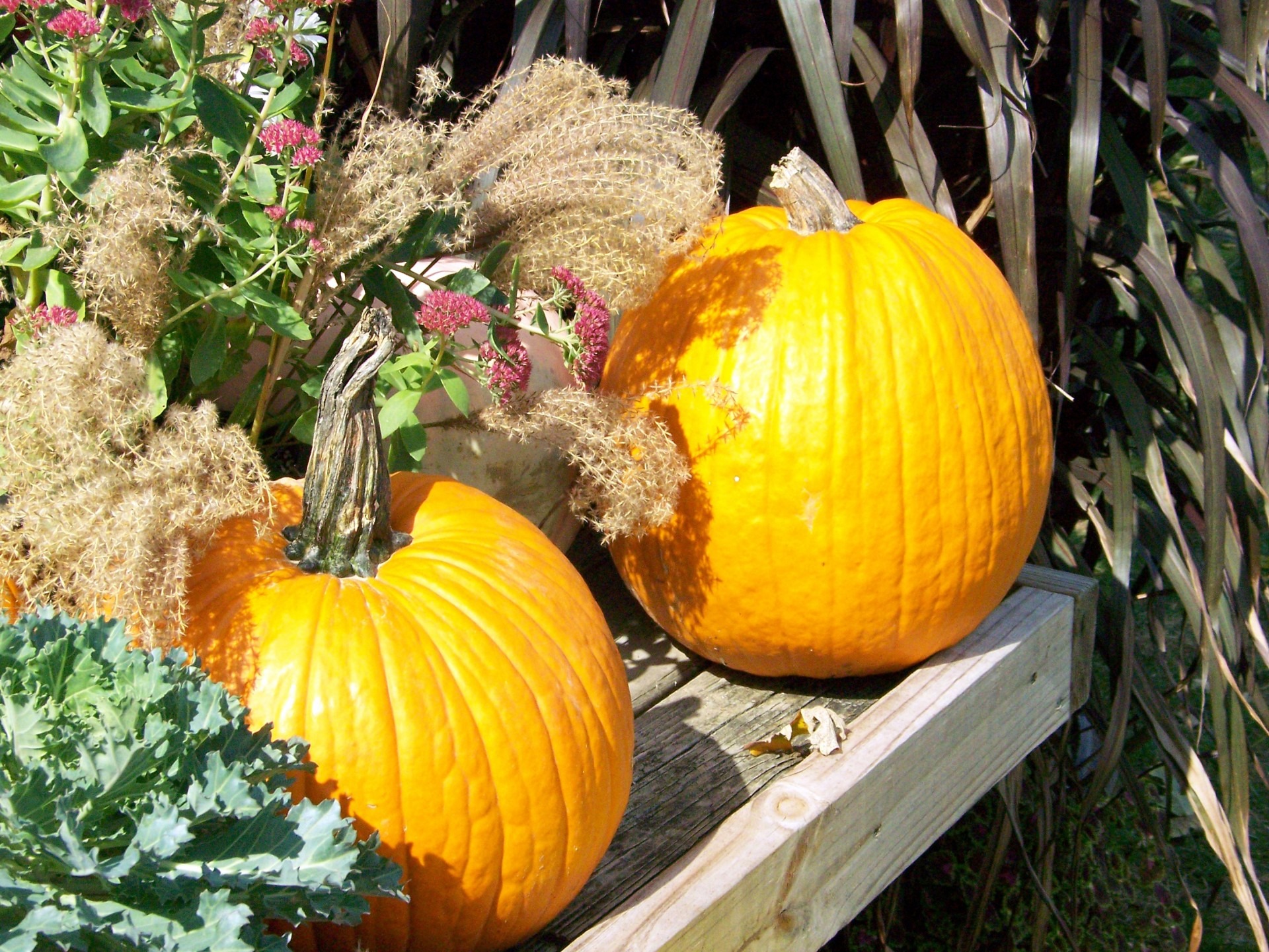 day, growth, food, juicy, nature, high angle view, nutrition, healthy eating, vegetable, autumn, pumpkins, healthy, decoration, organic, wellbeing, pumpkin, HD Wallpaper