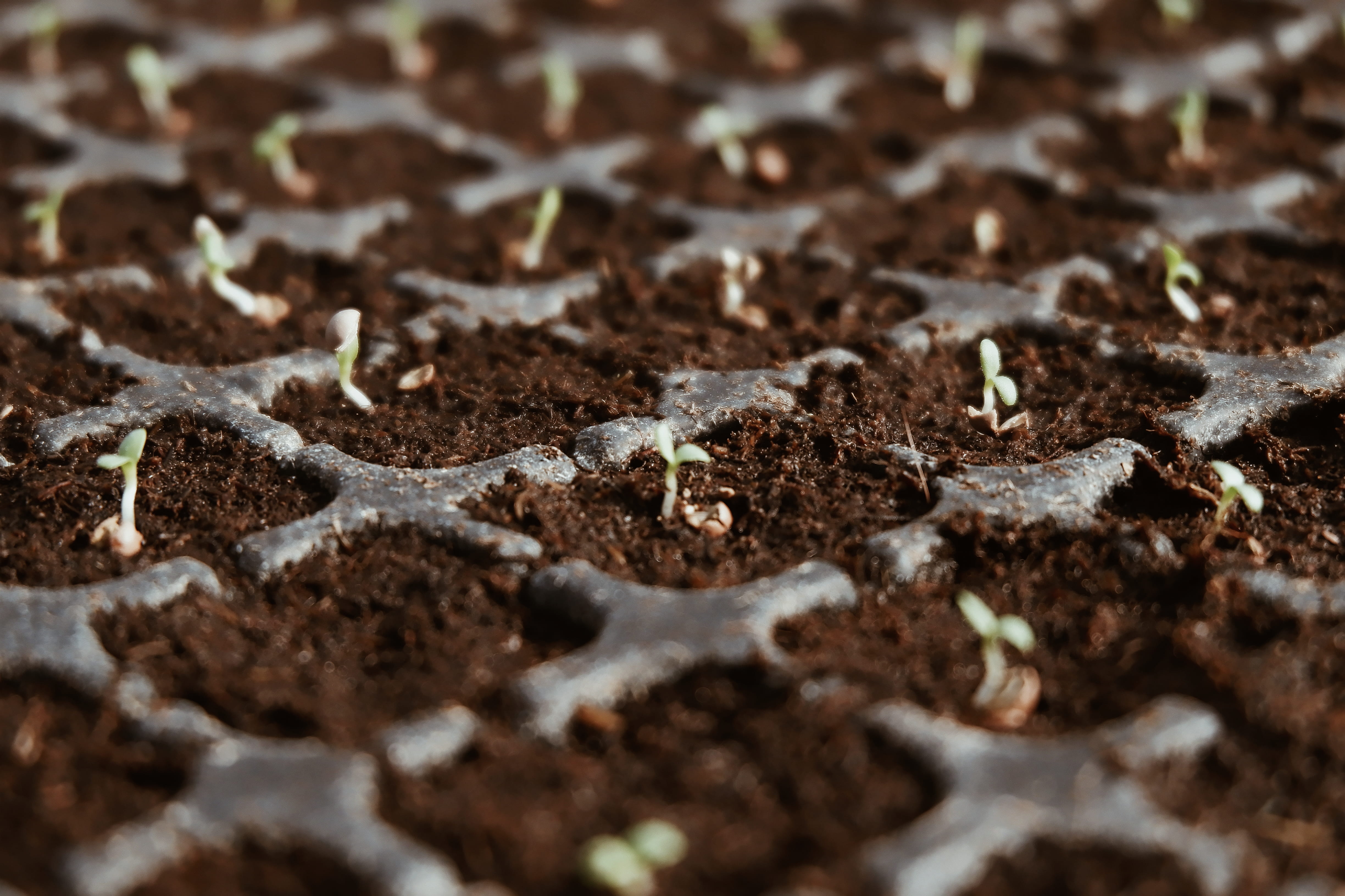 seedling, close-up, textured, 4K, agriculture, plant, green, soil, dirt, seed, brown, sapling, abstract, earth, backgrounds, grow, gardening, nature, land, HD Wallpaper