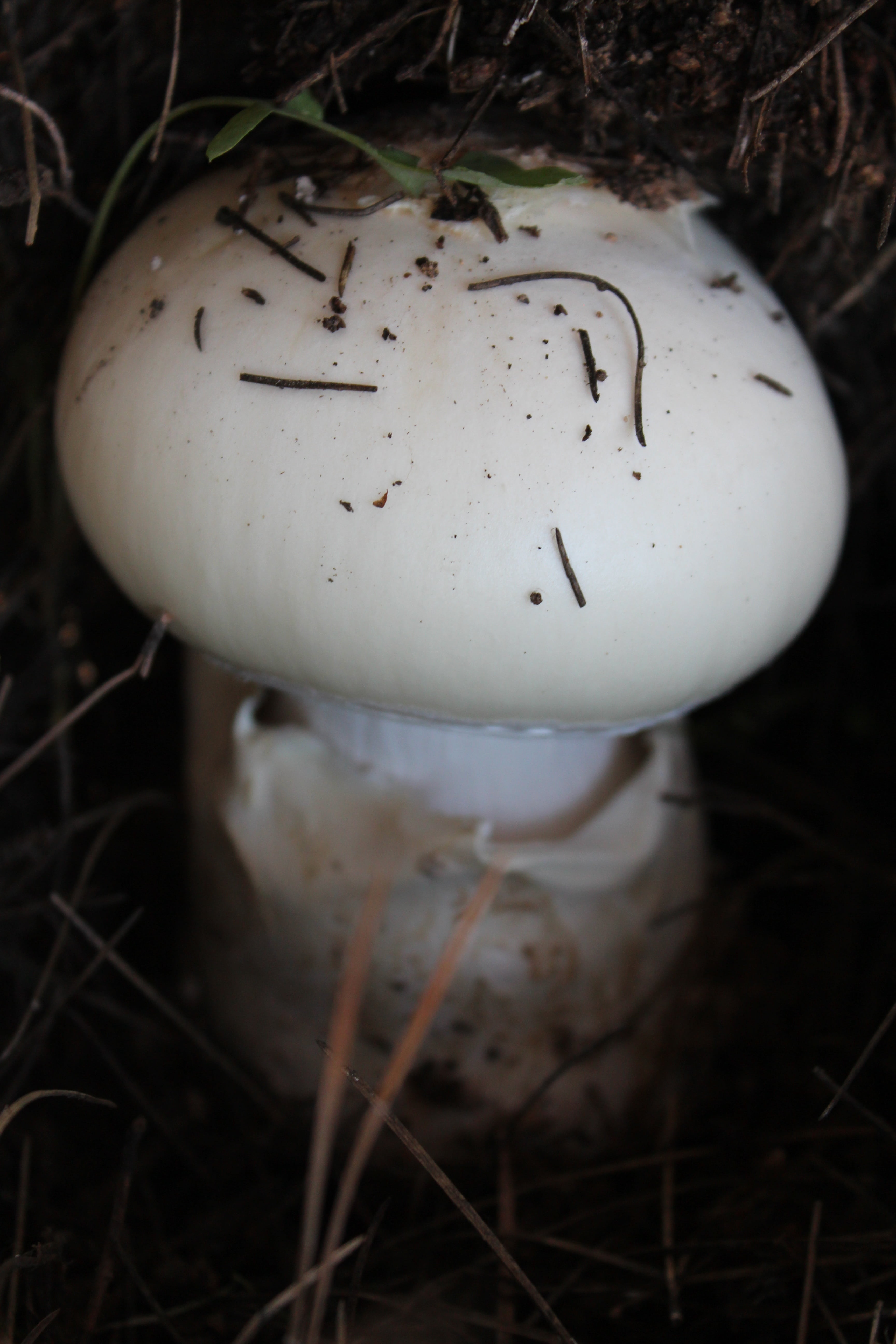 fragility, day, food and drink, plant, outdoors, 5K, nature, mountain, mushroom, earth, toadstool, field, close-up, land, food, selective focus, soil, Phone HD Wallpaper