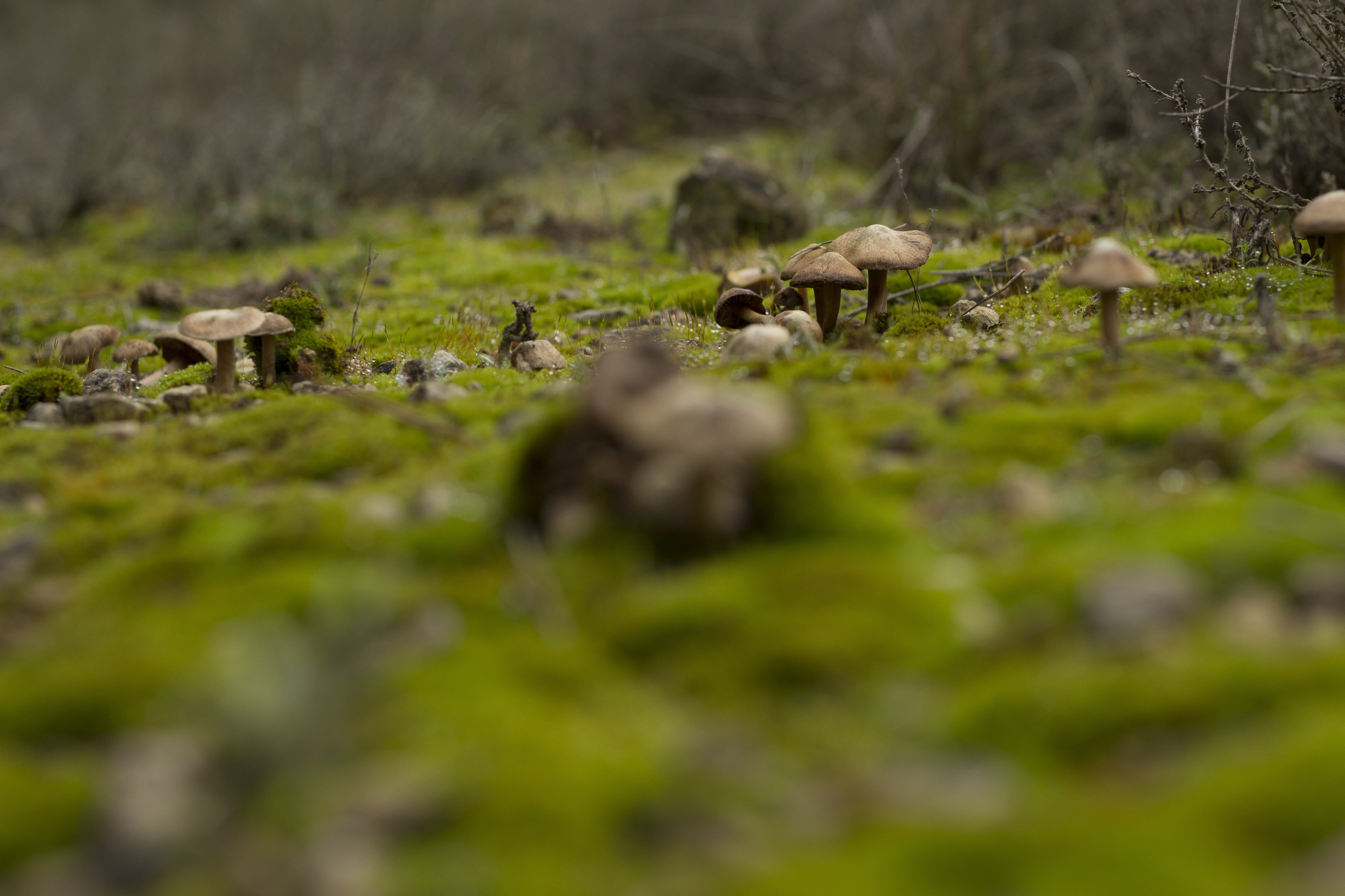 animal themes, moisture, 5K, surface level, wild, day, herd, plant, animal, mushrooms, field, herbivorous, land, mammal, grass, forest, green color, no people, HD Wallpaper