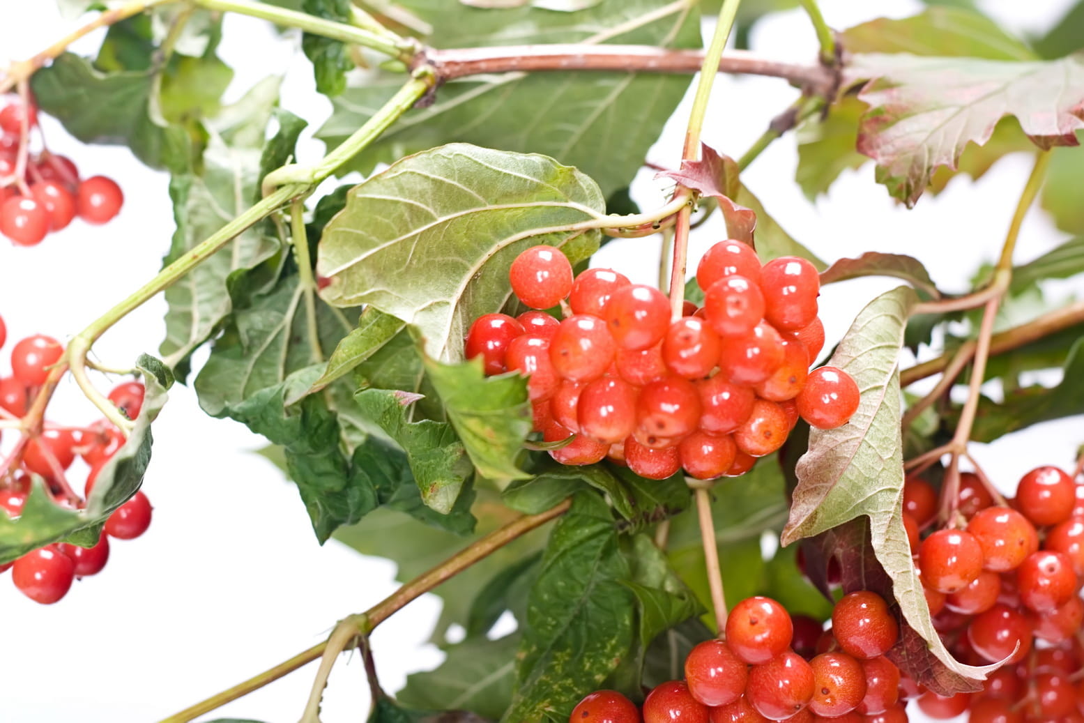 red, viburnum, outdoors, white, green, nutrition, tree, fruit, green color, food and drink, plant, organic, ripe, nutrient, close-up, ingredient, isolated, HD Wallpaper