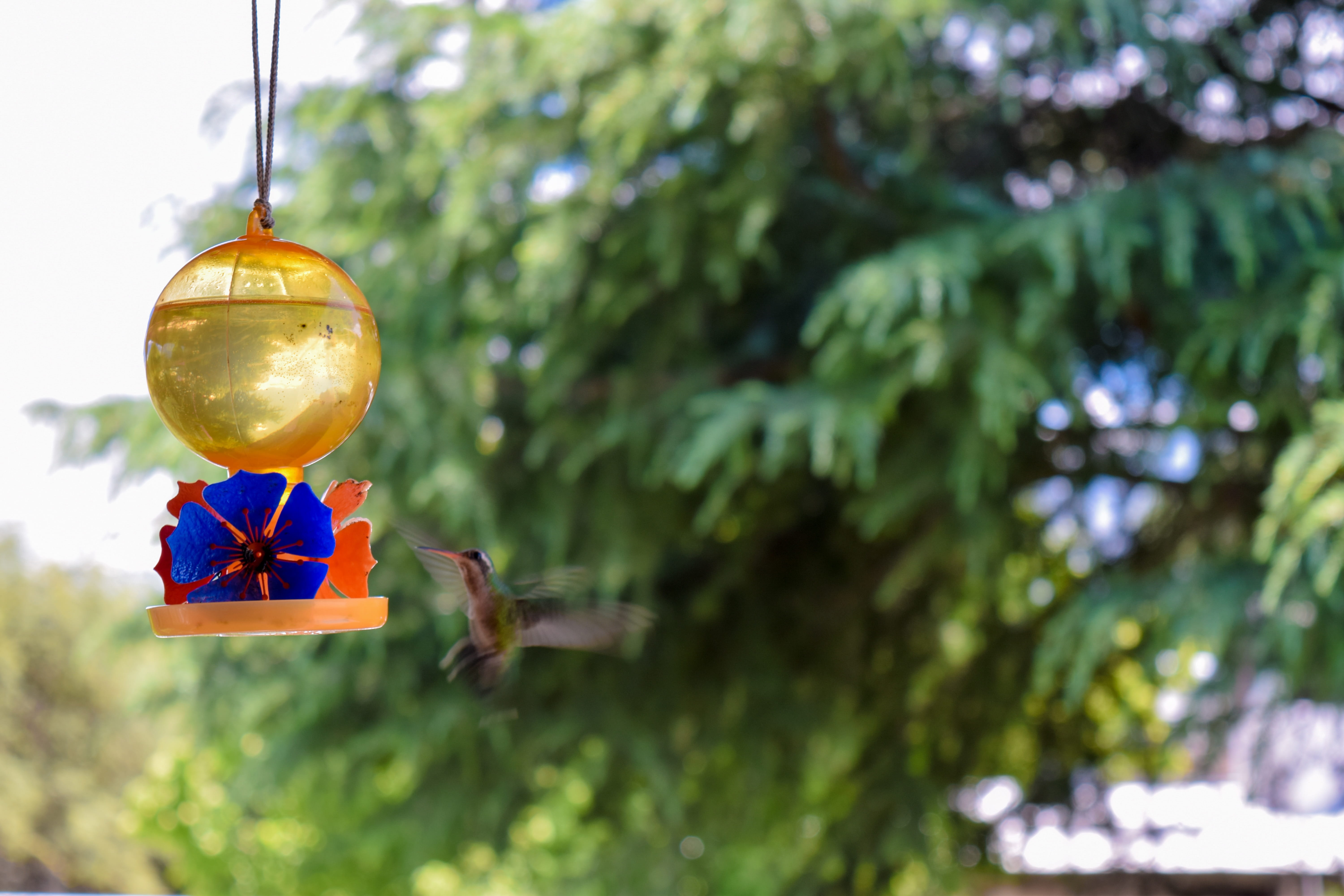christmas ornament, sprue, christmas decoration, ave, animals, focus on foreground, animal, 5K, birds, hanging, flight, tree, hydration, holiday, decoration, HD Wallpaper