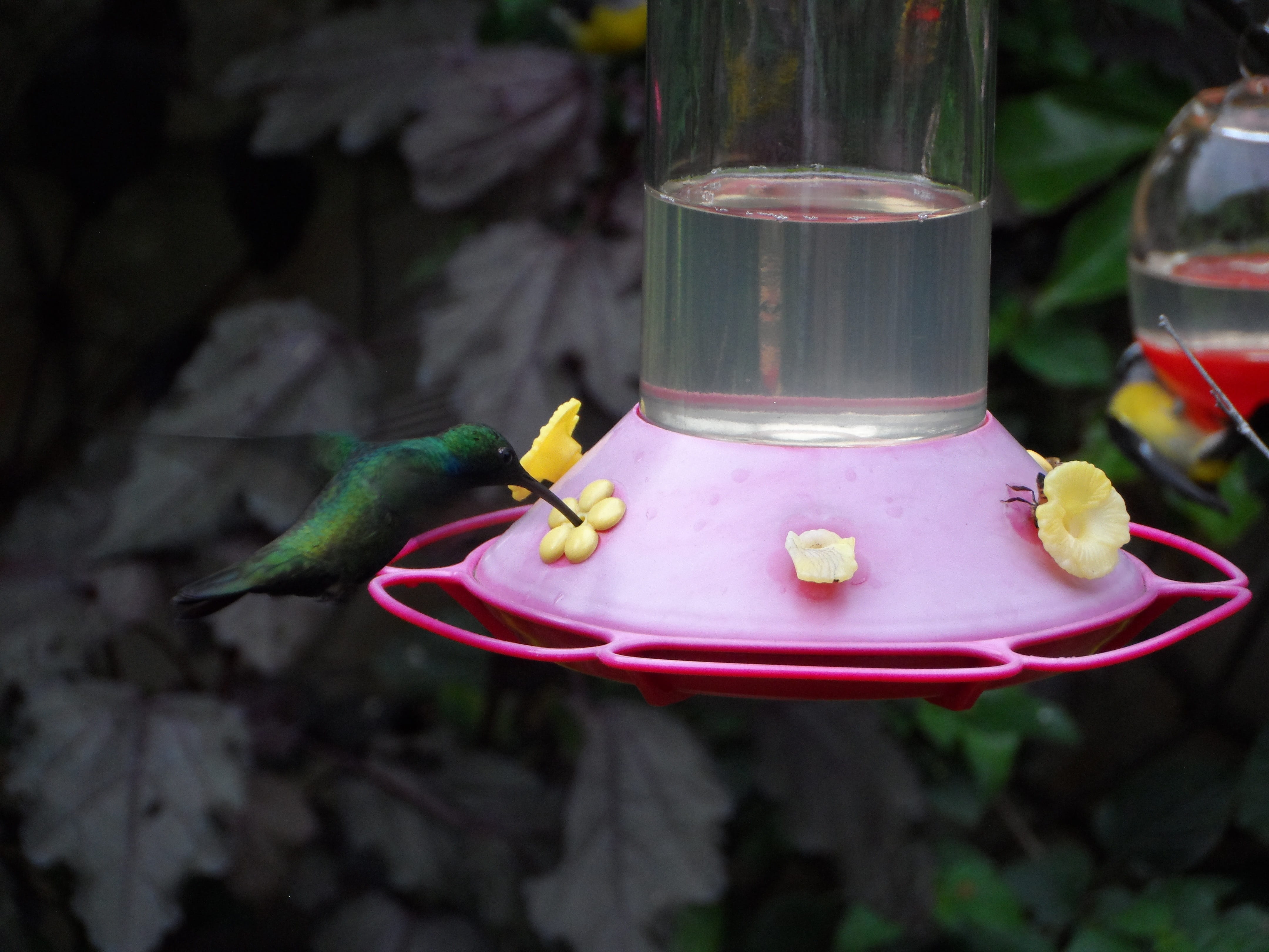 wings, incense, Hummingbird, bird, belief, plant, hydration, fast, food and drink, 4K, sprue, still life, focus on foreground, day, table, no people, candle, HD Wallpaper