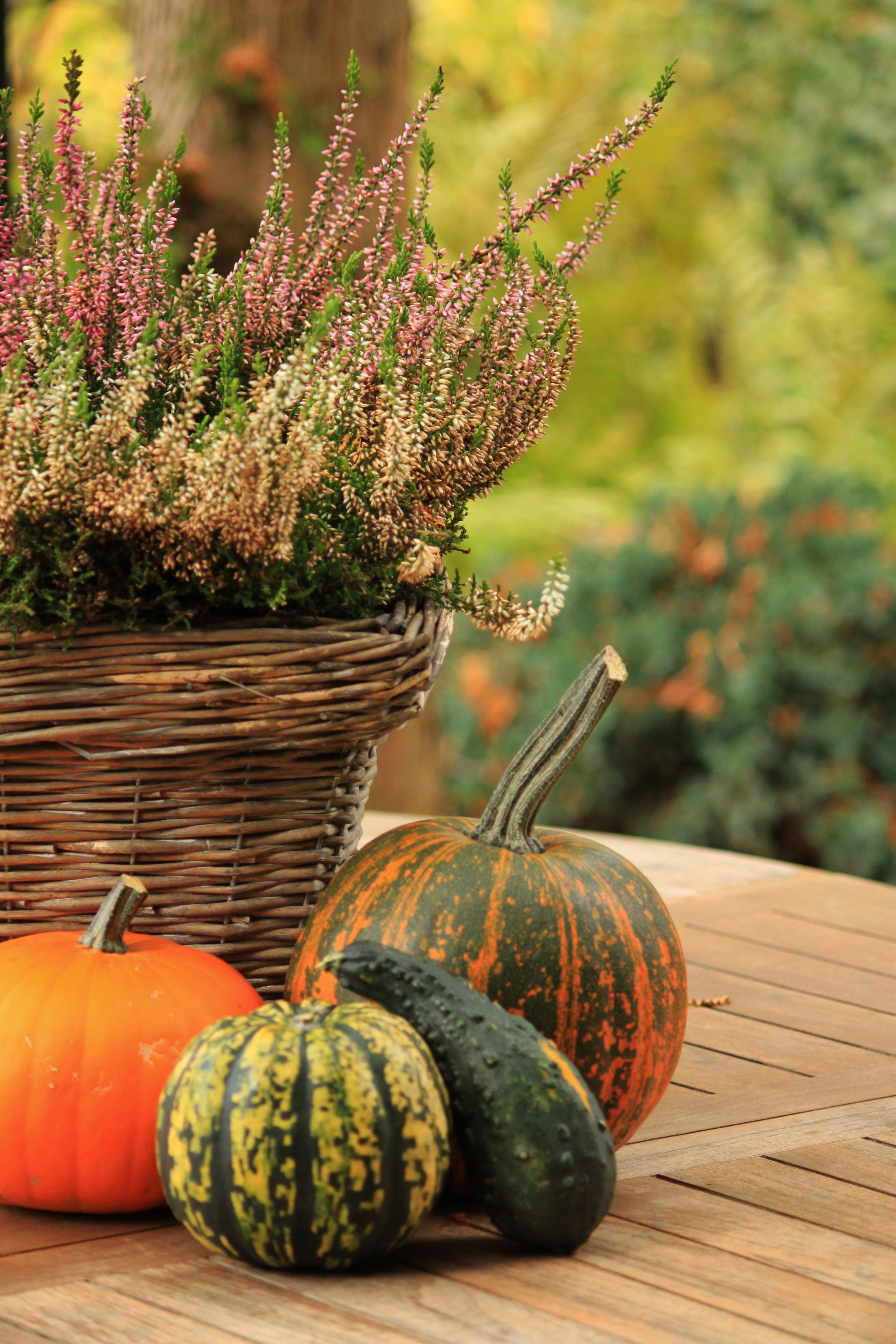 pumpkin, table, bloom, collection, food, wellbeing, no people, color, orange, freshness, day, decorative, decoration, 4K, erika, near, mix, plant, green, Phone HD Wallpaper