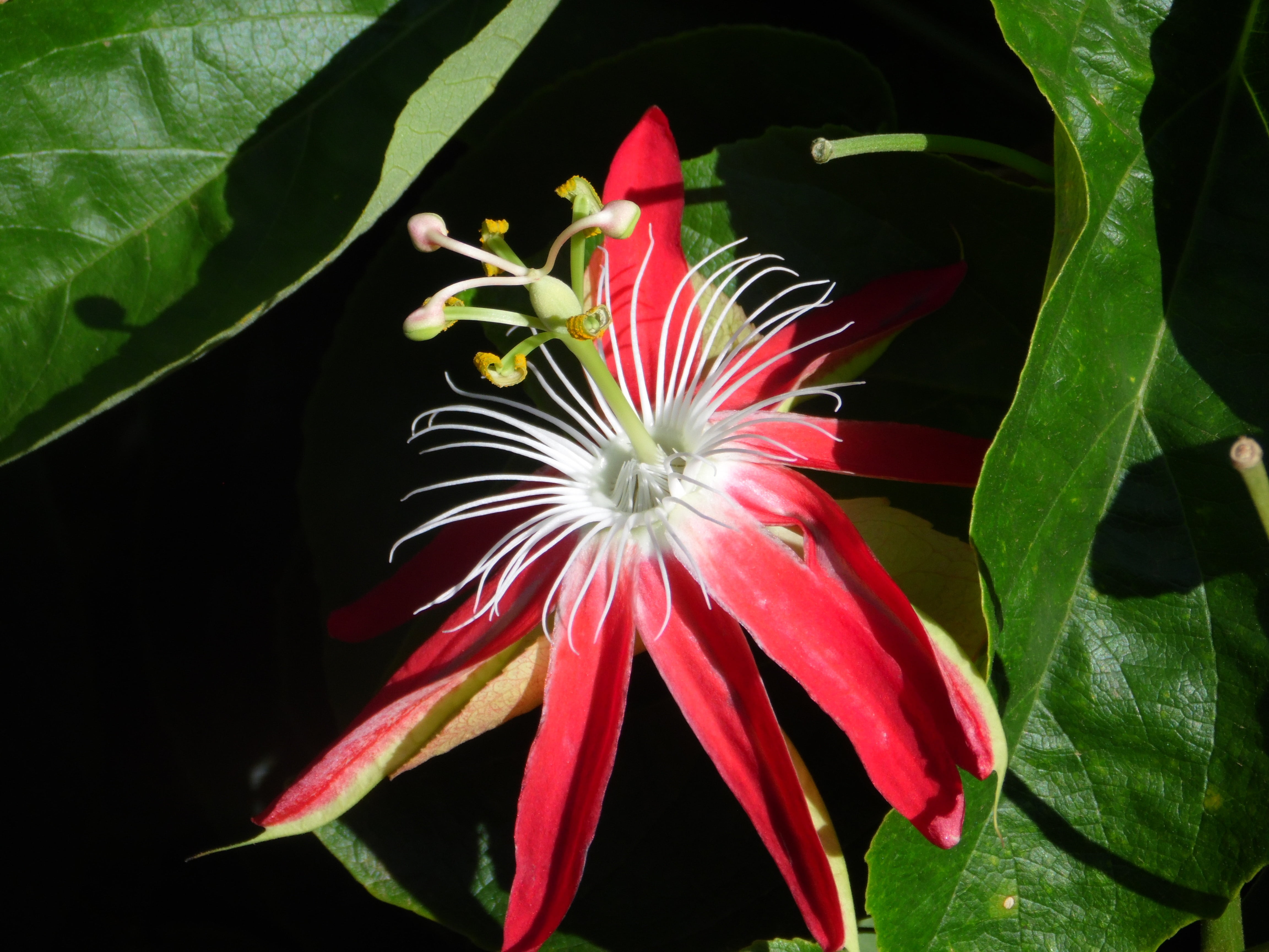 flower, 4K, flowering plant, plant part, outdoors, freshness, inflorescence, petal, nature, fragility, leaf, pollen, close-up, reproducão, passion fruit, HD Wallpaper