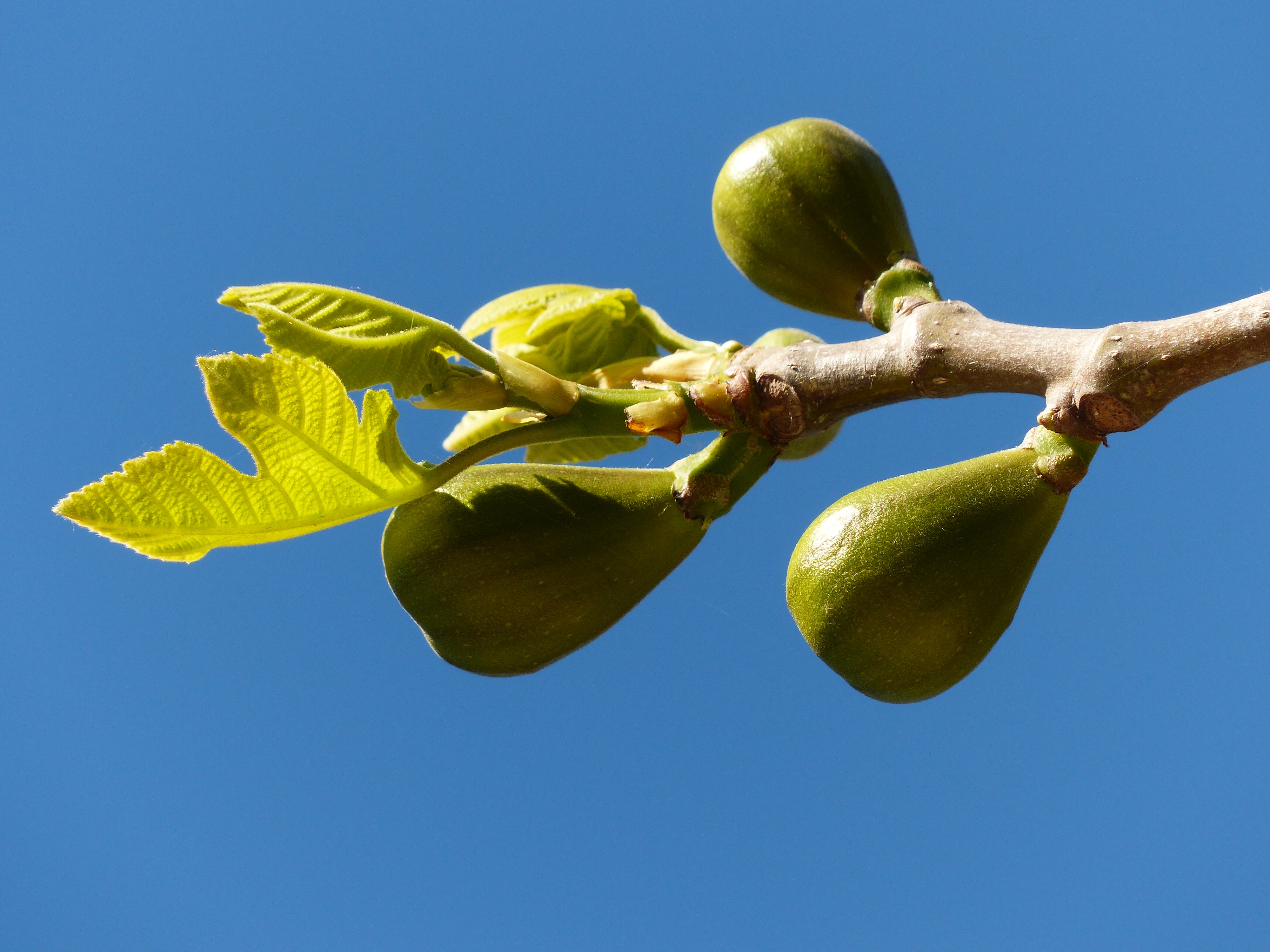 sunlight, low angle view, wellbeing, freshness, branch, blue, outdoors, nature, figs, growth, tree, green color, 4K, healthy eating, close-up, fig leaves, HD Wallpaper