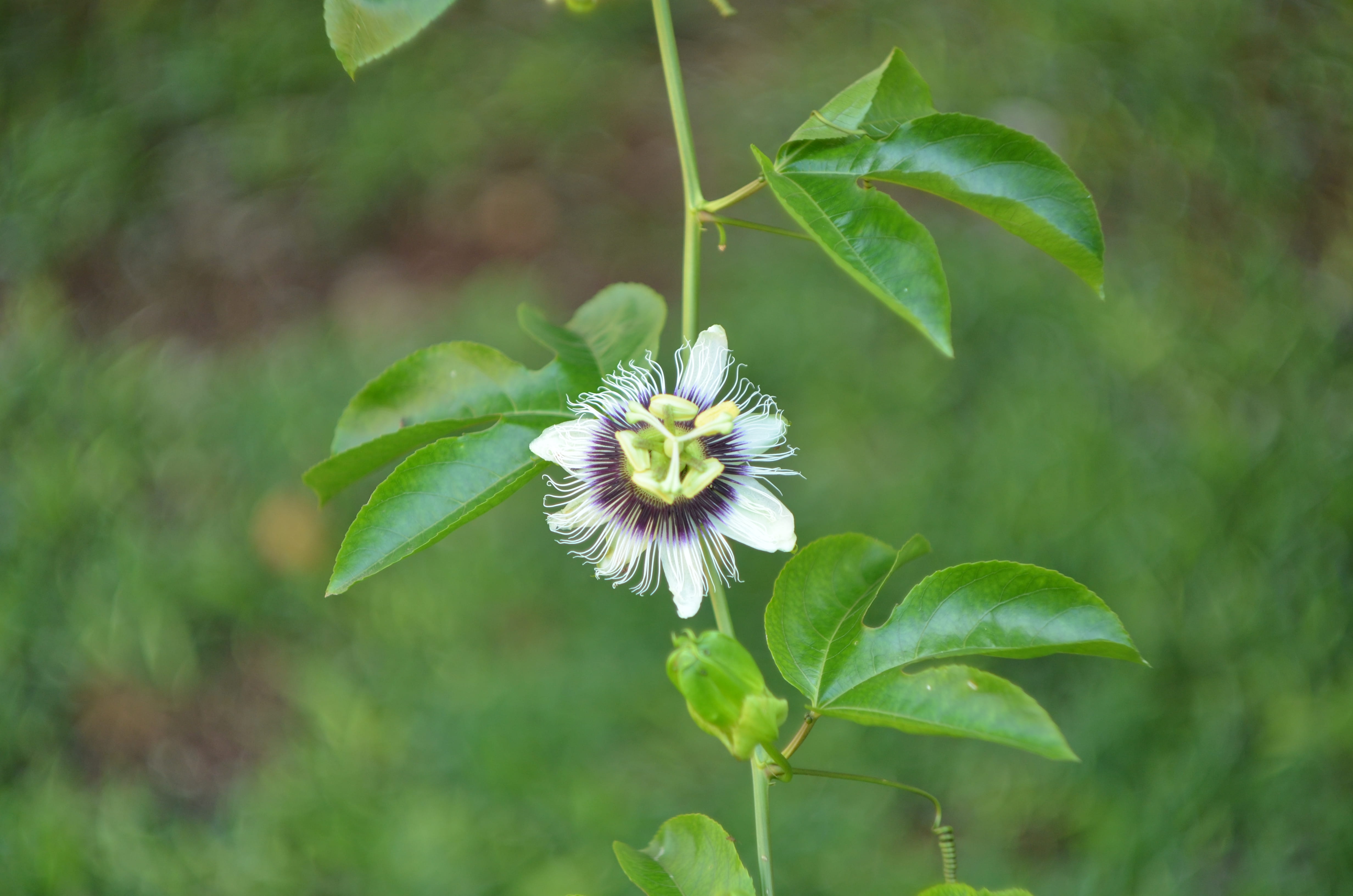 growth, petal, green color, nature, passion flower, beauty in nature, flower, plant part, focus on foreground, no people, plant, vulnerability, 4K, passiflora, HD Wallpaper