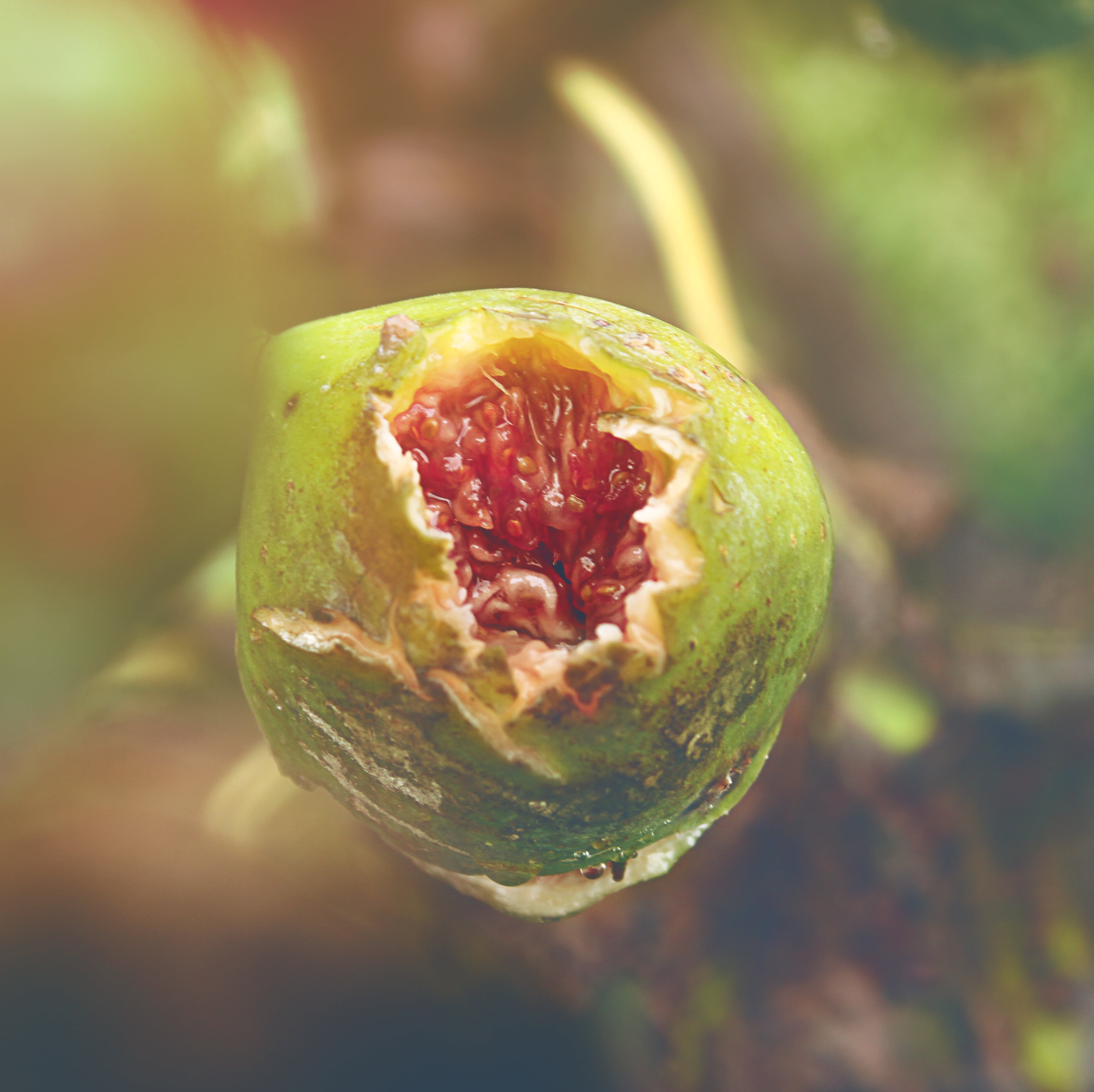 seed, outdoors, focus on foreground, green color, focus, nature, flower, passion, growth, sunlight, no people, photo, beauty in nature, fruit, green, selective, HD Wallpaper