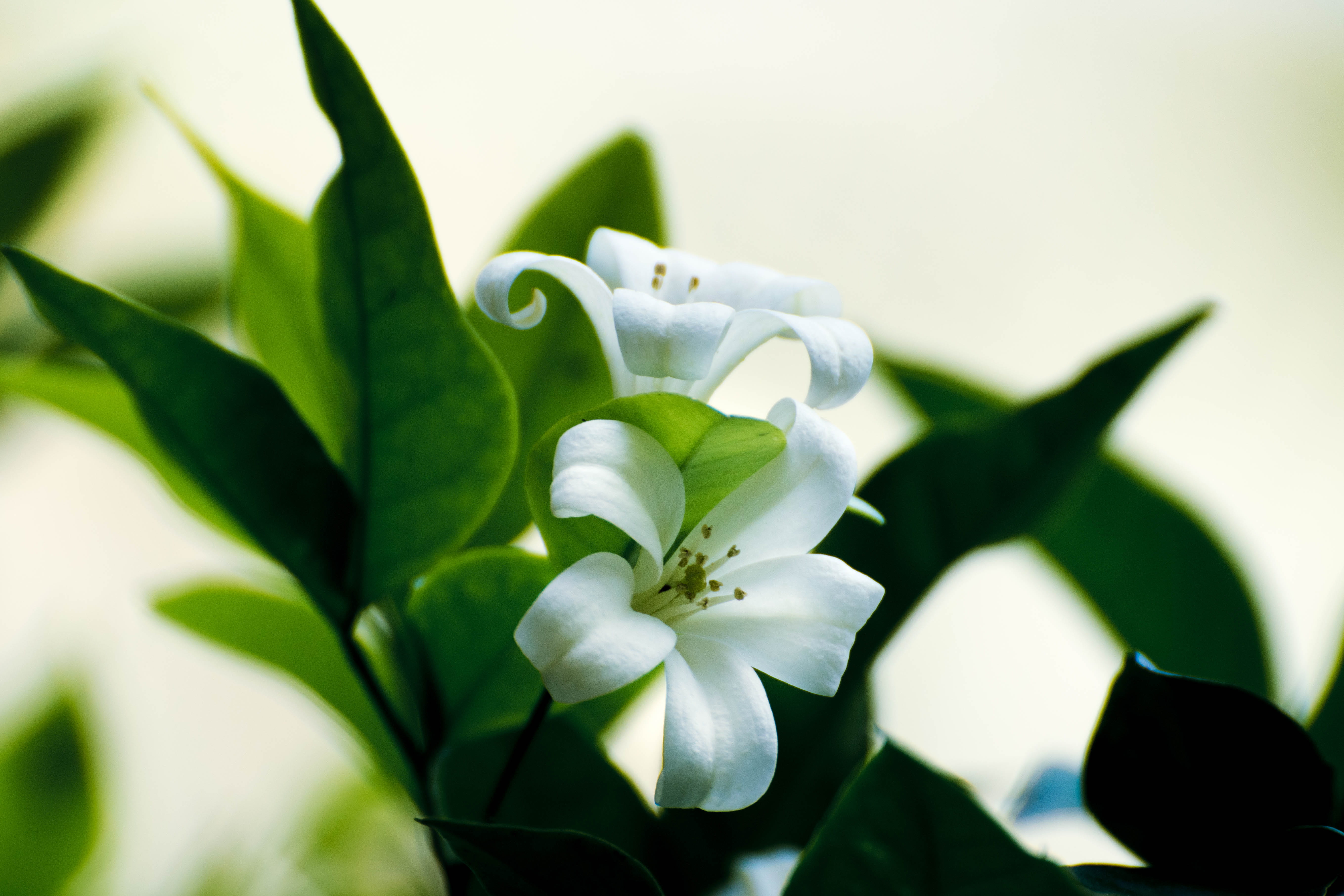 outdoors, vulnerability, summer, growth, plant part, green, nature, white, beauty in nature, leaf, green color, close-up, plant, calamansi, flower arrangement, HD Wallpaper