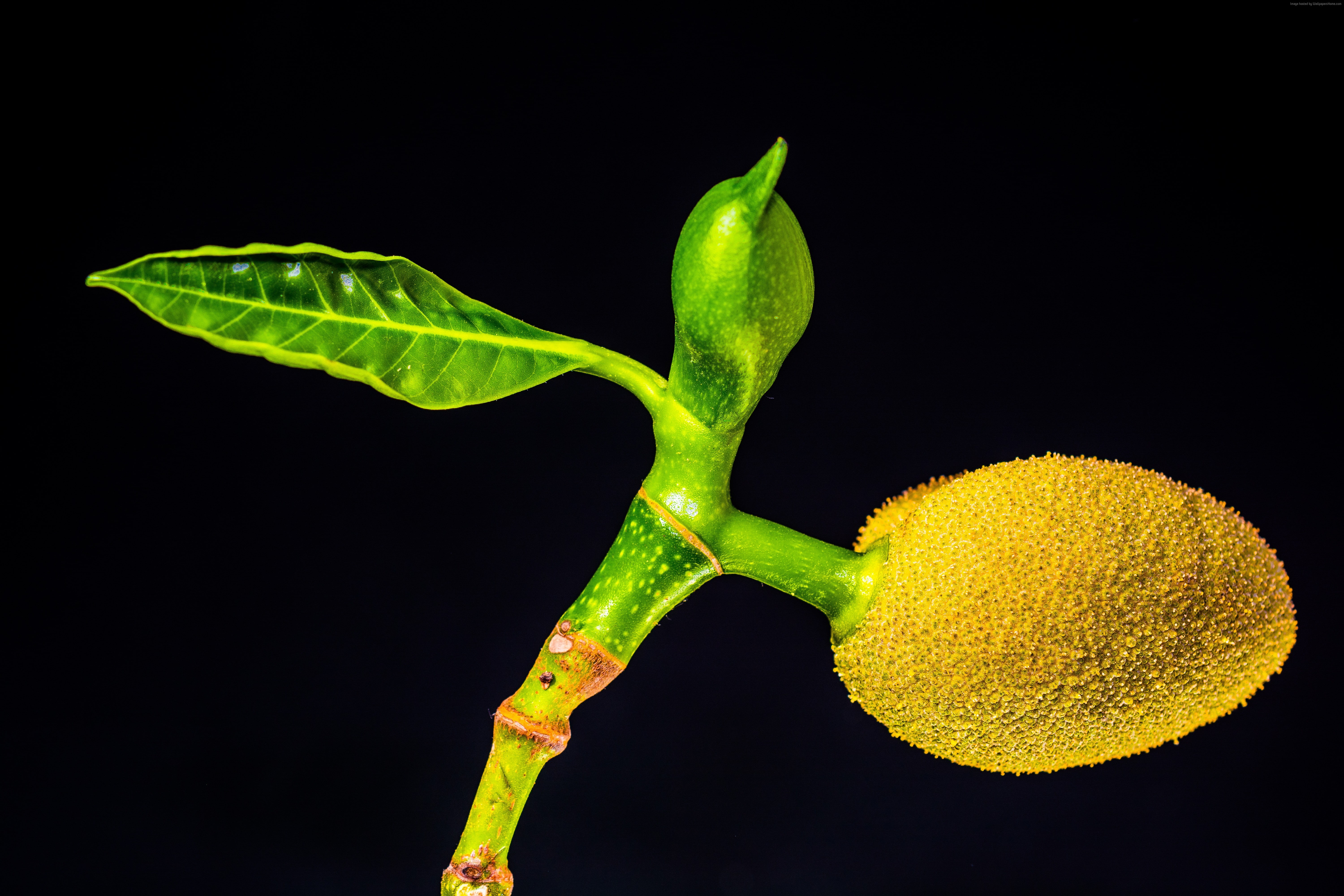 jackfruit, 5K, 5k, HD Wallpaper