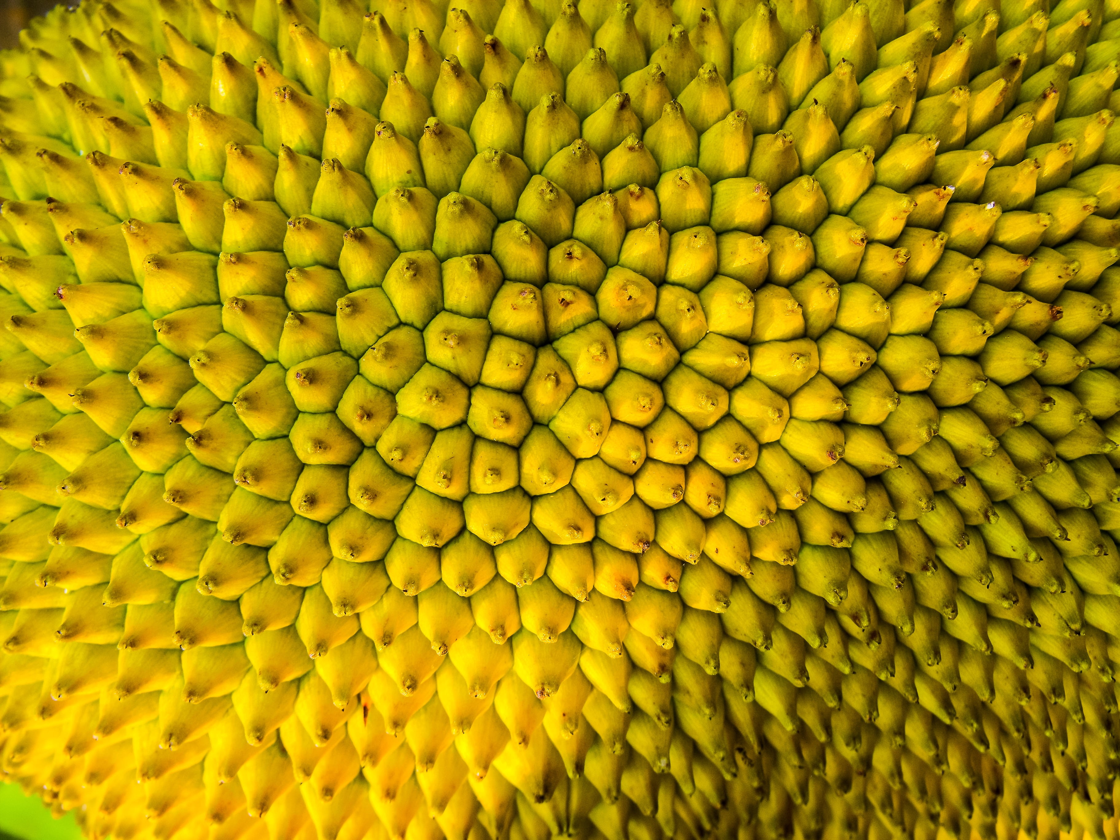 plant, growth, yellow, beauty in nature, jack, close, shell, pattern, no people, flower head, backgrounds, day, photo, close-up, textured, full frame, fragility, HD Wallpaper
