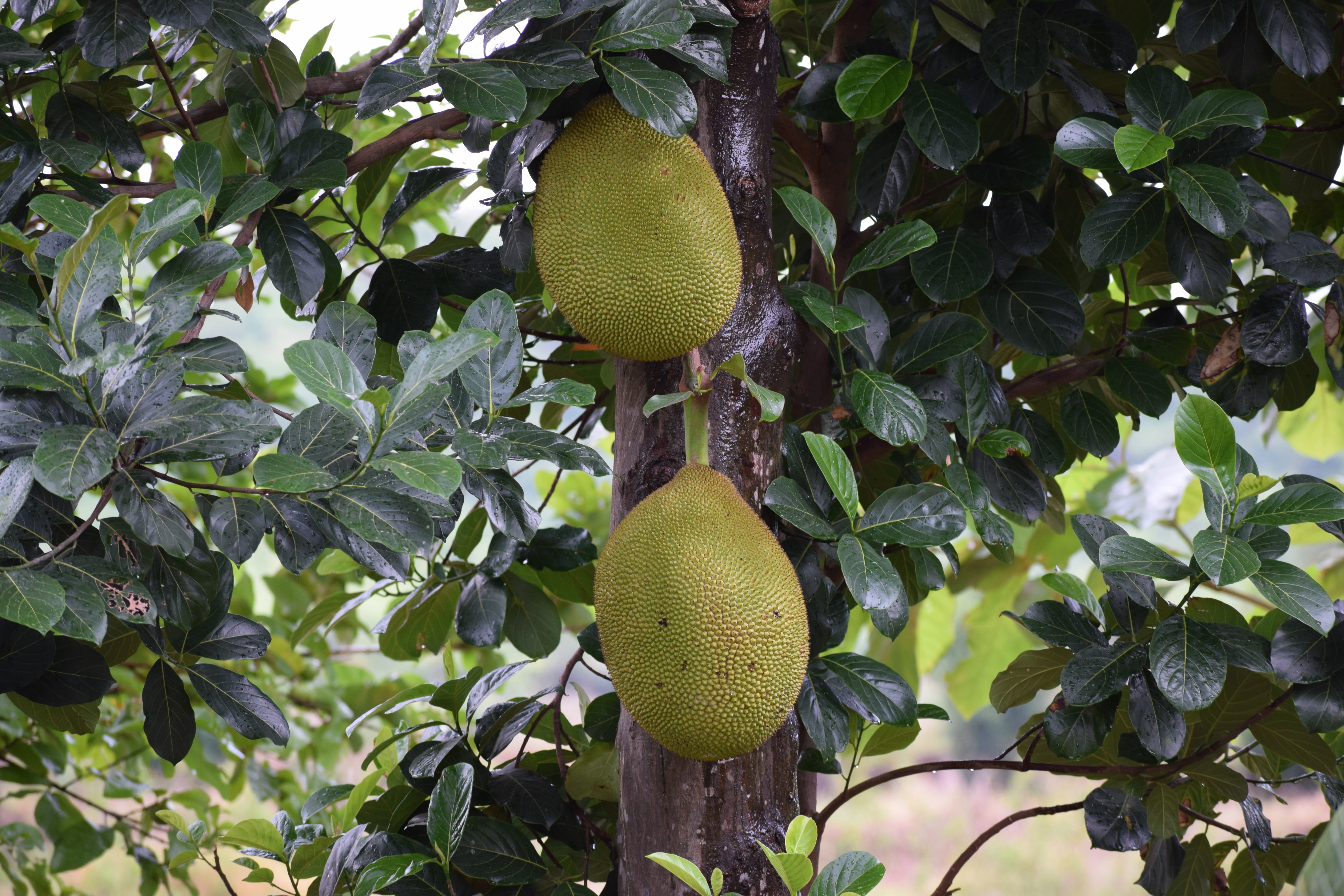 sweet, food, kiwi, nature, agriculture, vitamin, fruit tree, no people, home, delicious, green color, growth, tasty, lemon, wellbeing, tree, 5K, food and drink, HD Wallpaper
