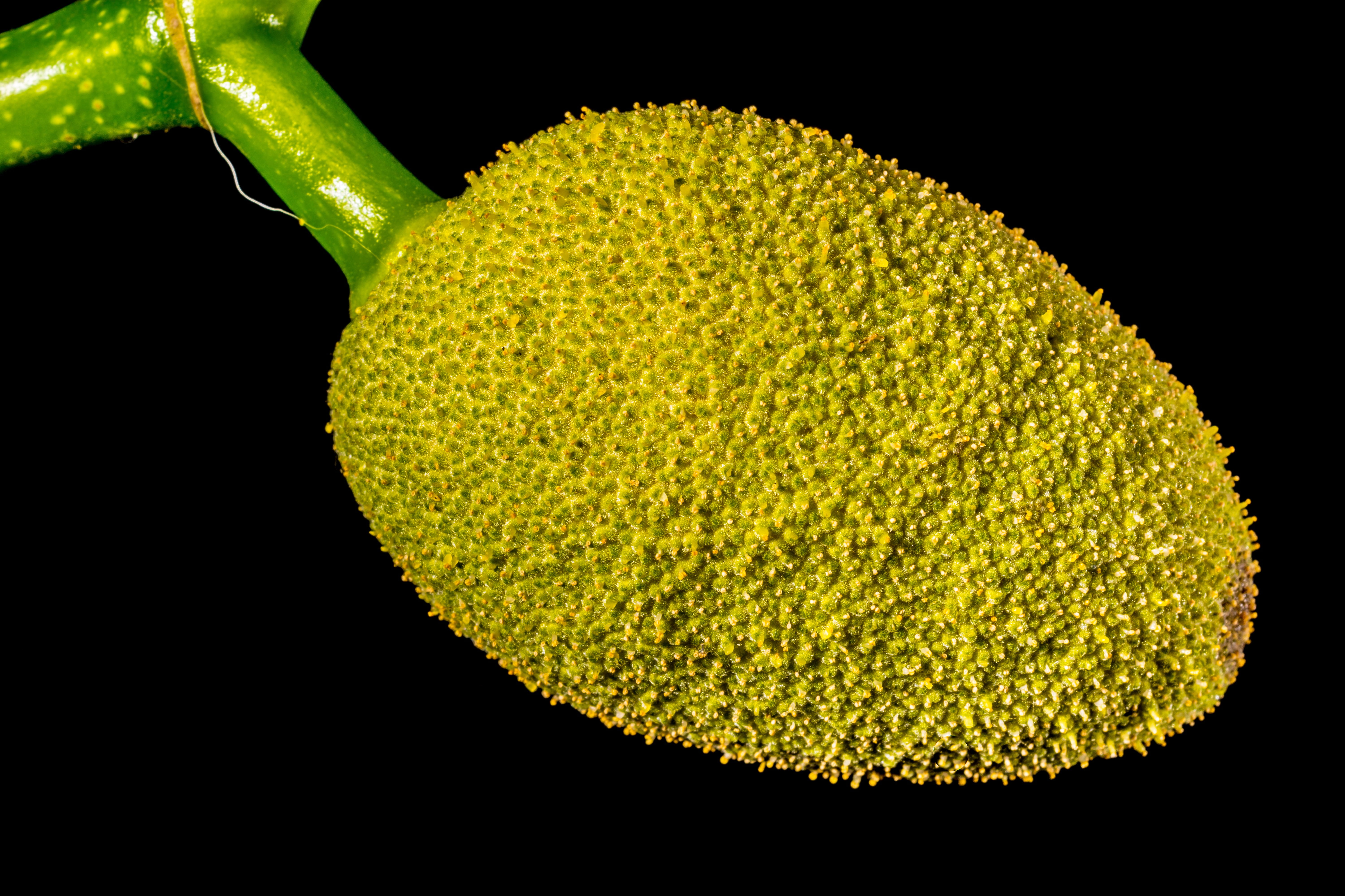 beauty in nature, growth, no people, indoors, close, young jackfruit, healthcare and medicine, Jack, yellow, still life, jack, single object, 5K, Jackfruit, HD Wallpaper