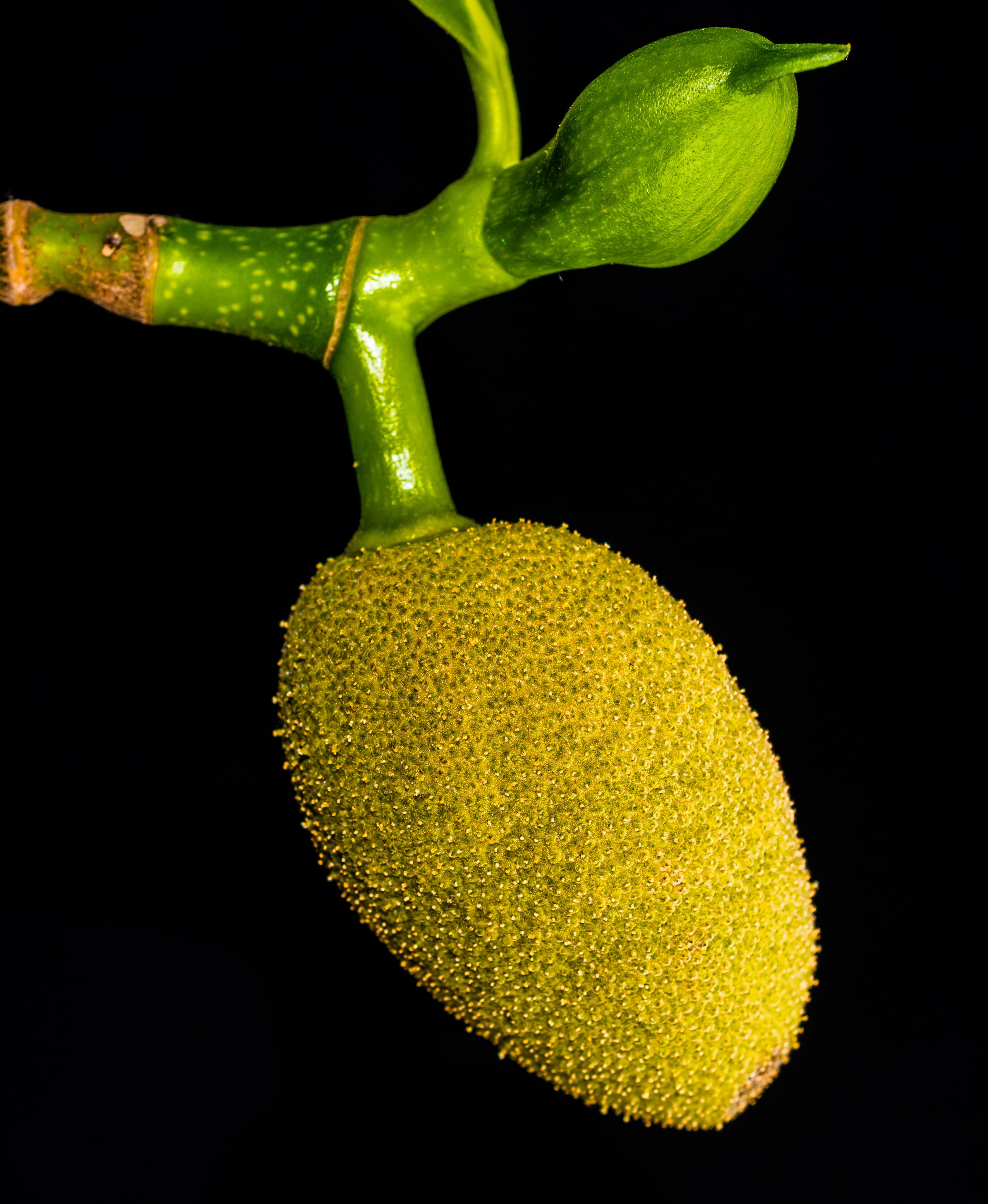 growth, colored background, Jackfruit, healthcare and medicine, no people, food and drink, plant, jack, tropical, green, healthy eating, green color, close, Phone HD Wallpaper