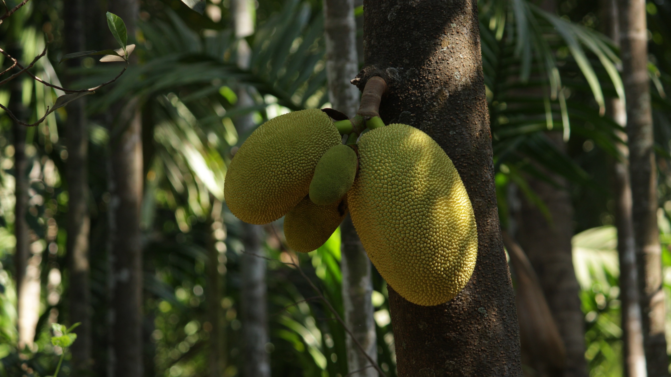one animal, large, plant, no people, tree trunk, trunk, focus on foreground, food, day, fruits, animal, nature, growth, green, 2K, outdoors, rainforest, HD Wallpaper