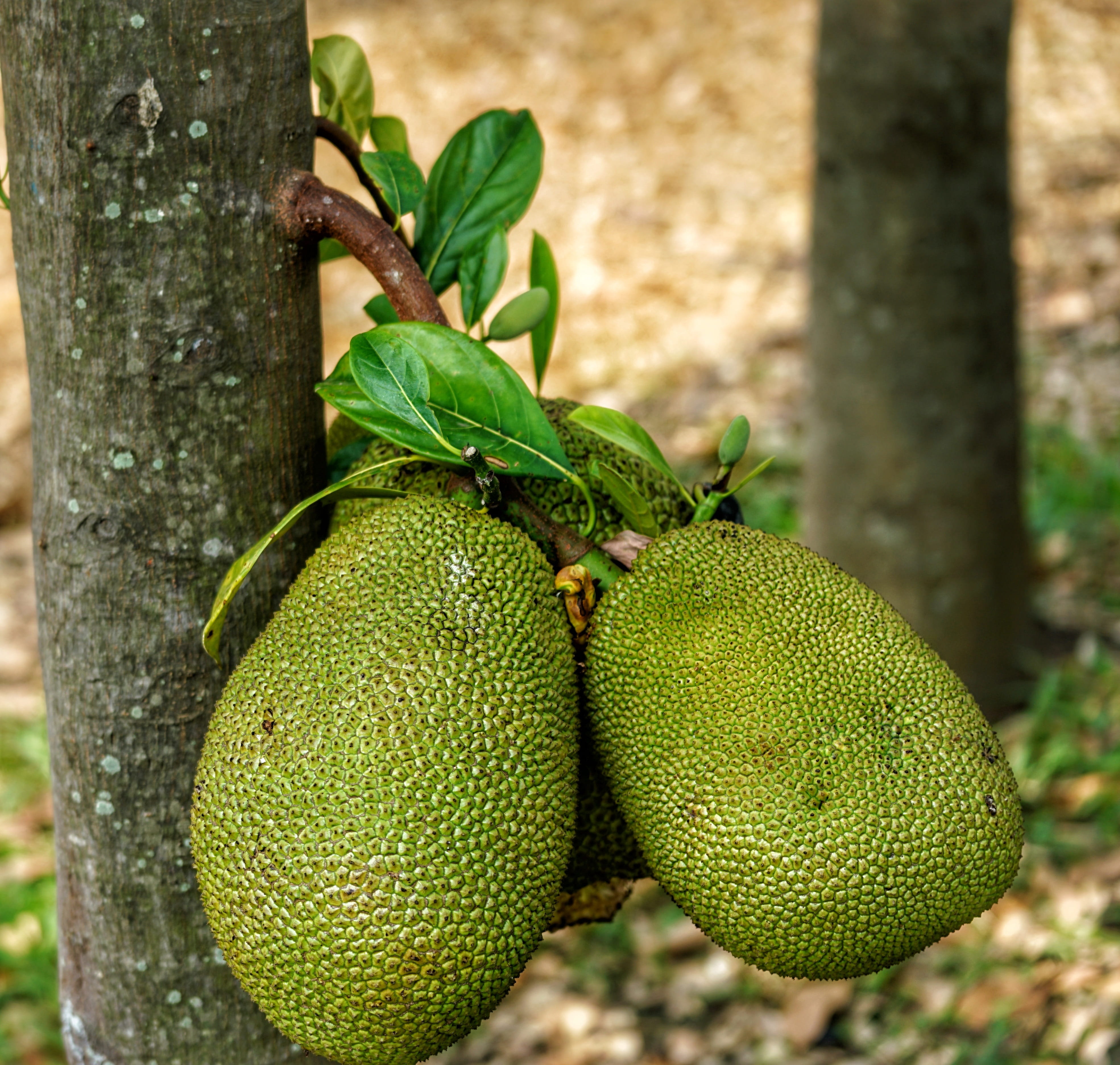 growth, food, tree, grow, closeup, plant part, green color, fenne, 4K, outdoors, beauty in nature, fruit, freshness, branch, tree trunk, food and drink, HD Wallpaper