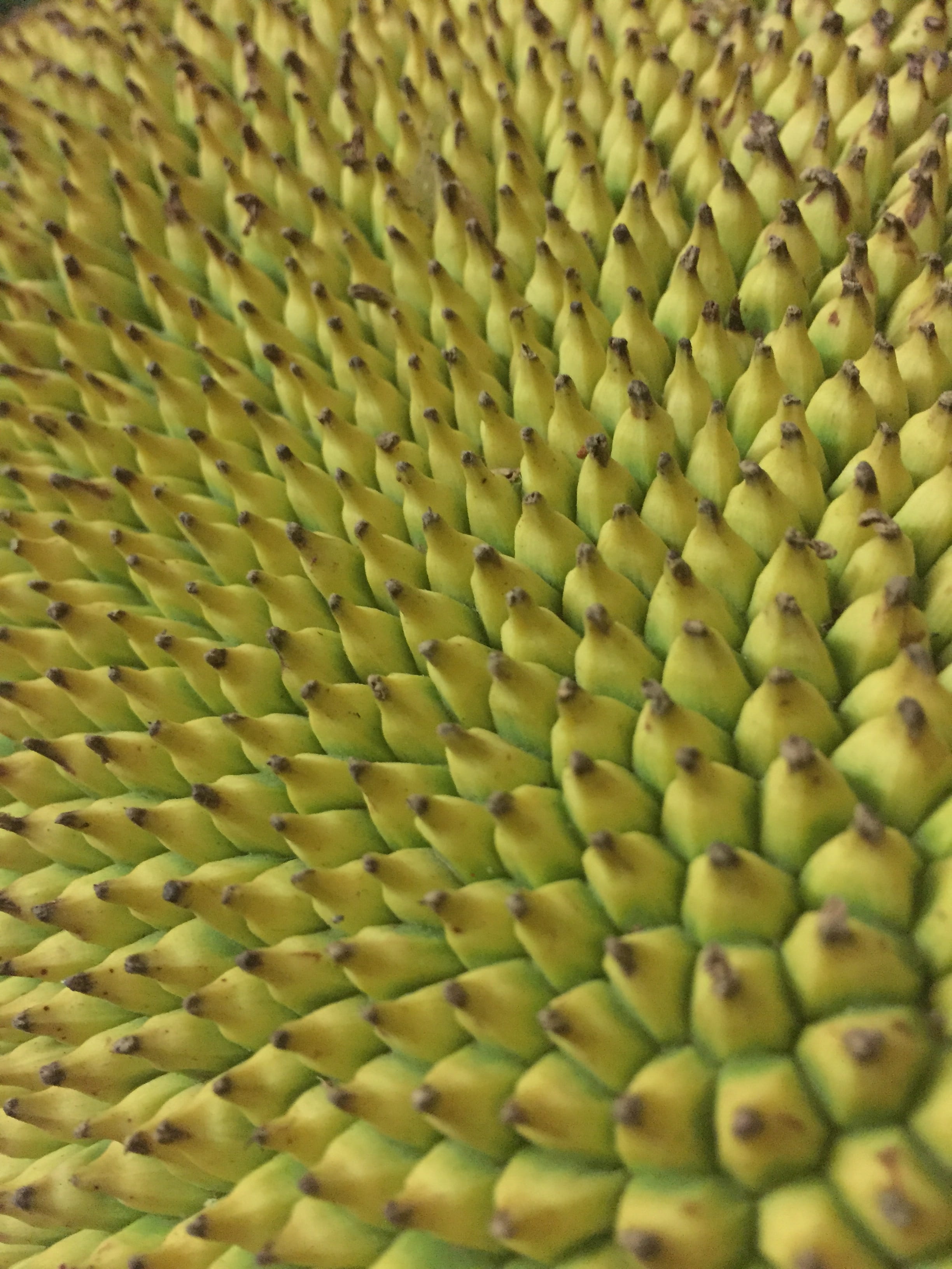 beauty in nature, flowering plant, vulnerability, fragility, no people, bananas, textured, nature, 2K, inflorescence, plant, flower, selective focus, fruit, Phone HD Wallpaper