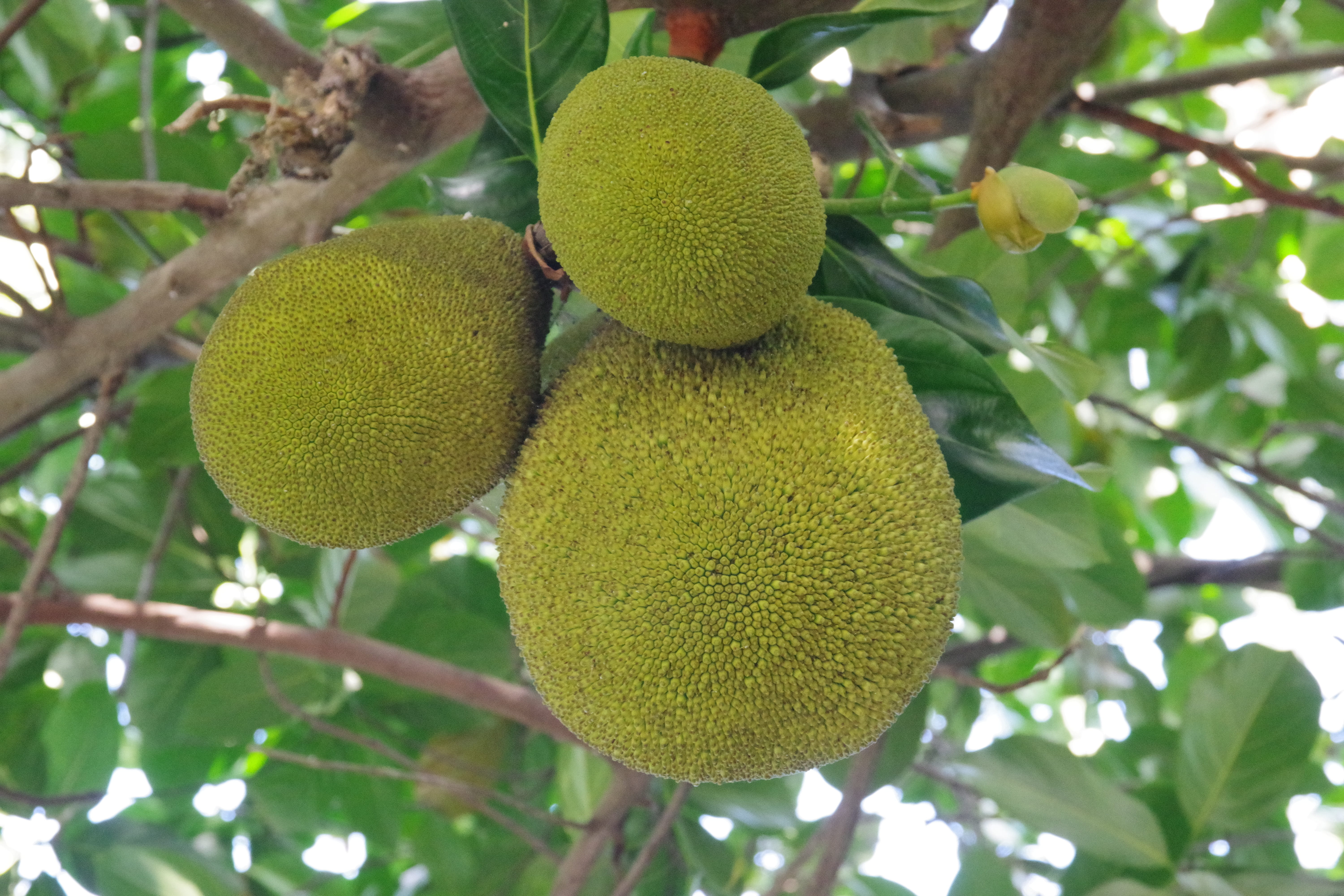 freshness, kiwi, healthy eating, flora, leaf, unripe, growth, food, ripe, tree, plant, exotic, close-up, branch, crop, 5K, fruit, green color, green, breadfruit, HD Wallpaper