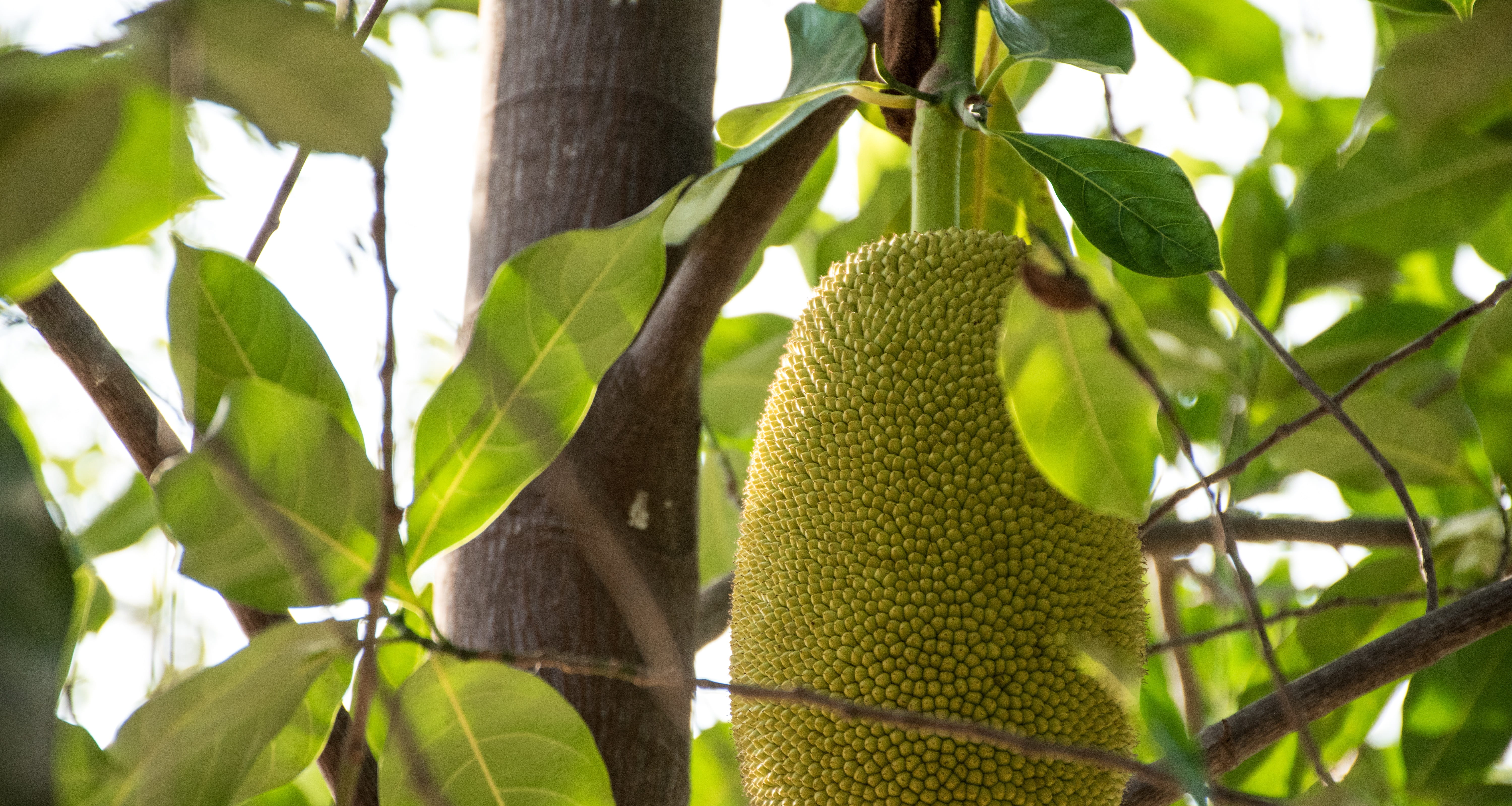 food to eat, the night, tree, food, leaf, nature, hanging, beauty in nature, thailand, branch, green, rai, jackfruit, tree trunk, bright, no people, refreshing, HD Wallpaper