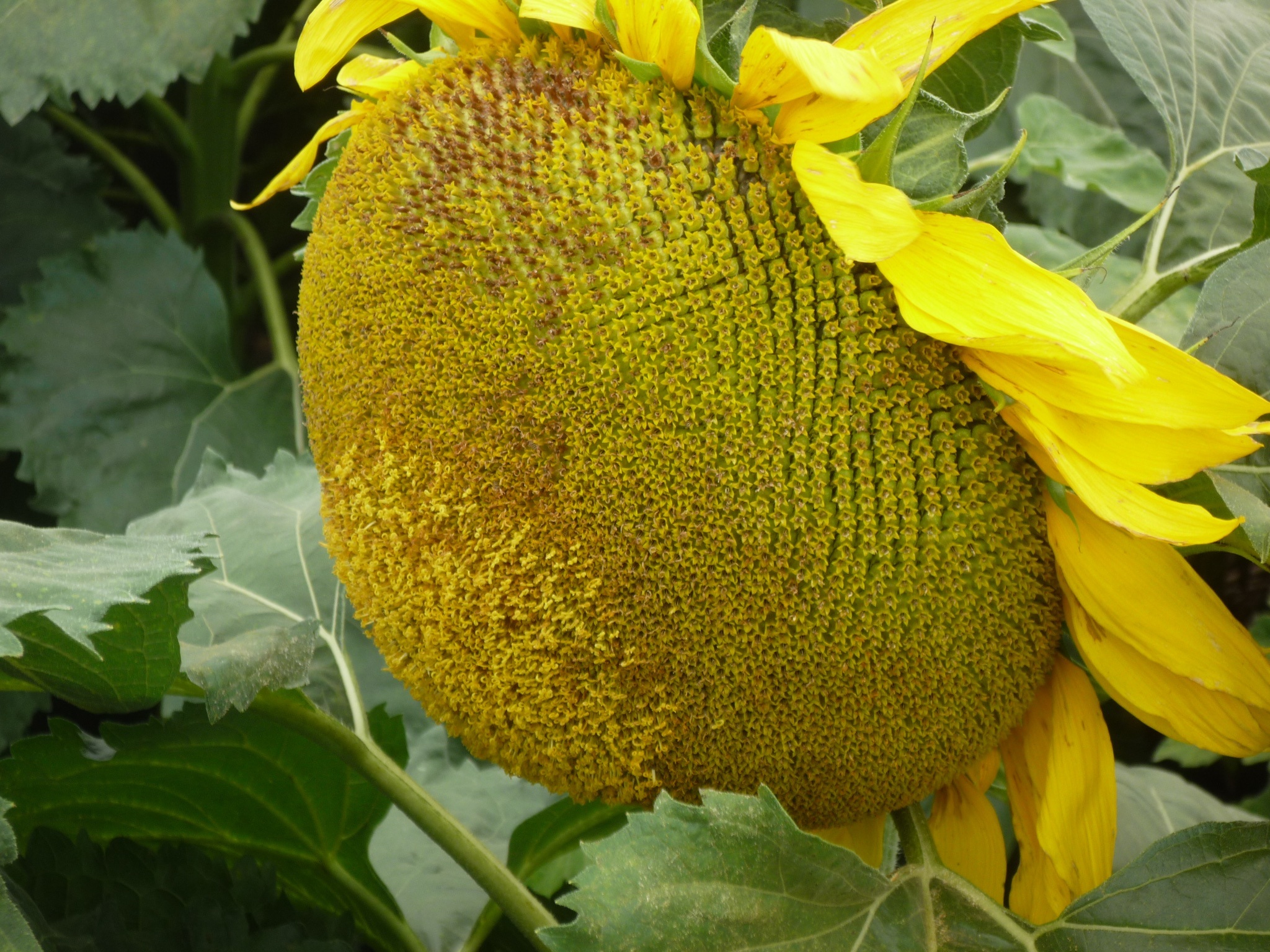 flowering plant, 1080P, sunflower, flower, beauty in nature, growth, yellow, day, freshness, plant part, plant, no people, flower head, alive, vulnerability, HD Wallpaper