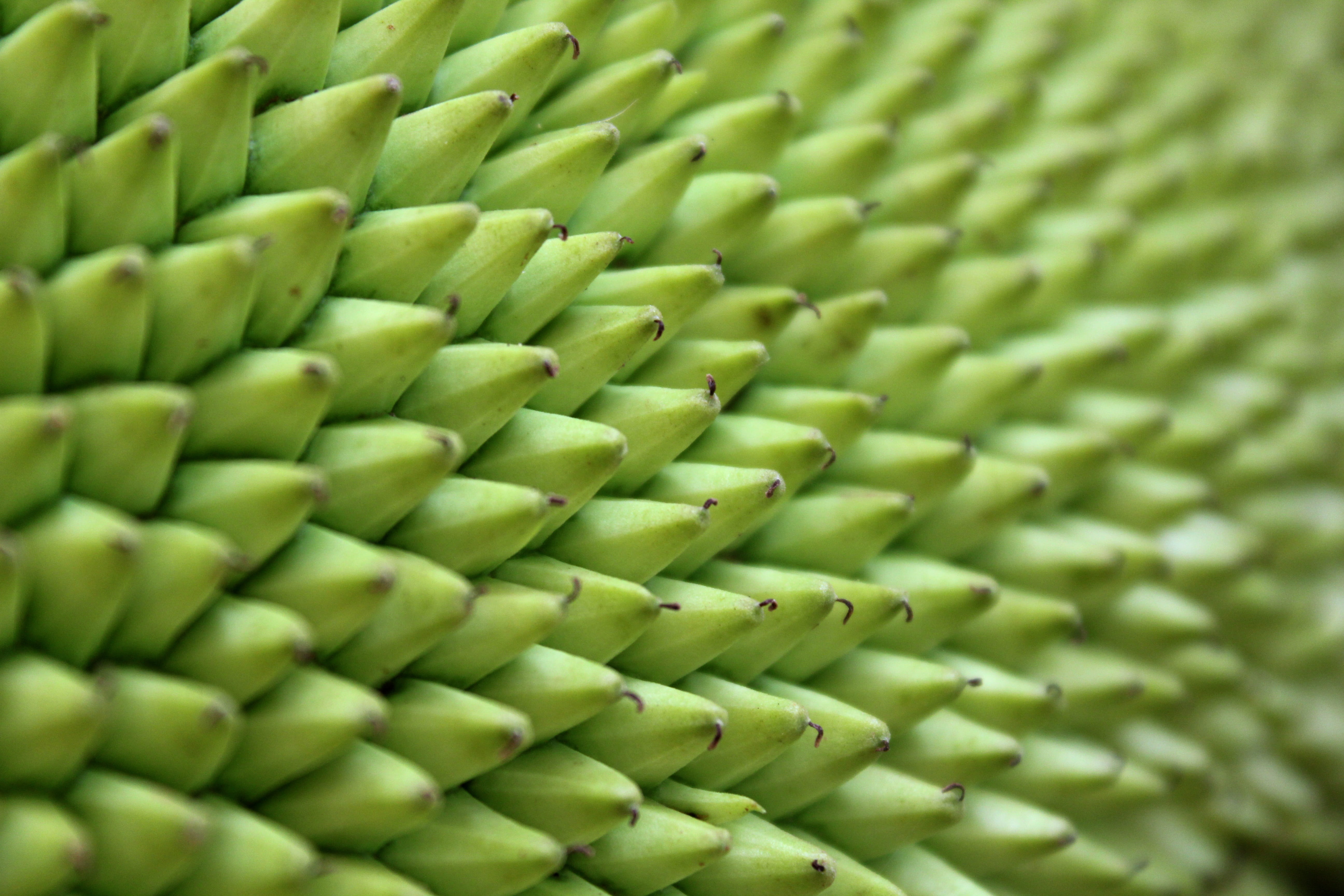 Jack Fruit, full frame, close-up, abundance, tropical Climate, food and drink, Tree, Tender, green Color, raw food, healthy eating, thailand, wellbeing, HD Wallpaper