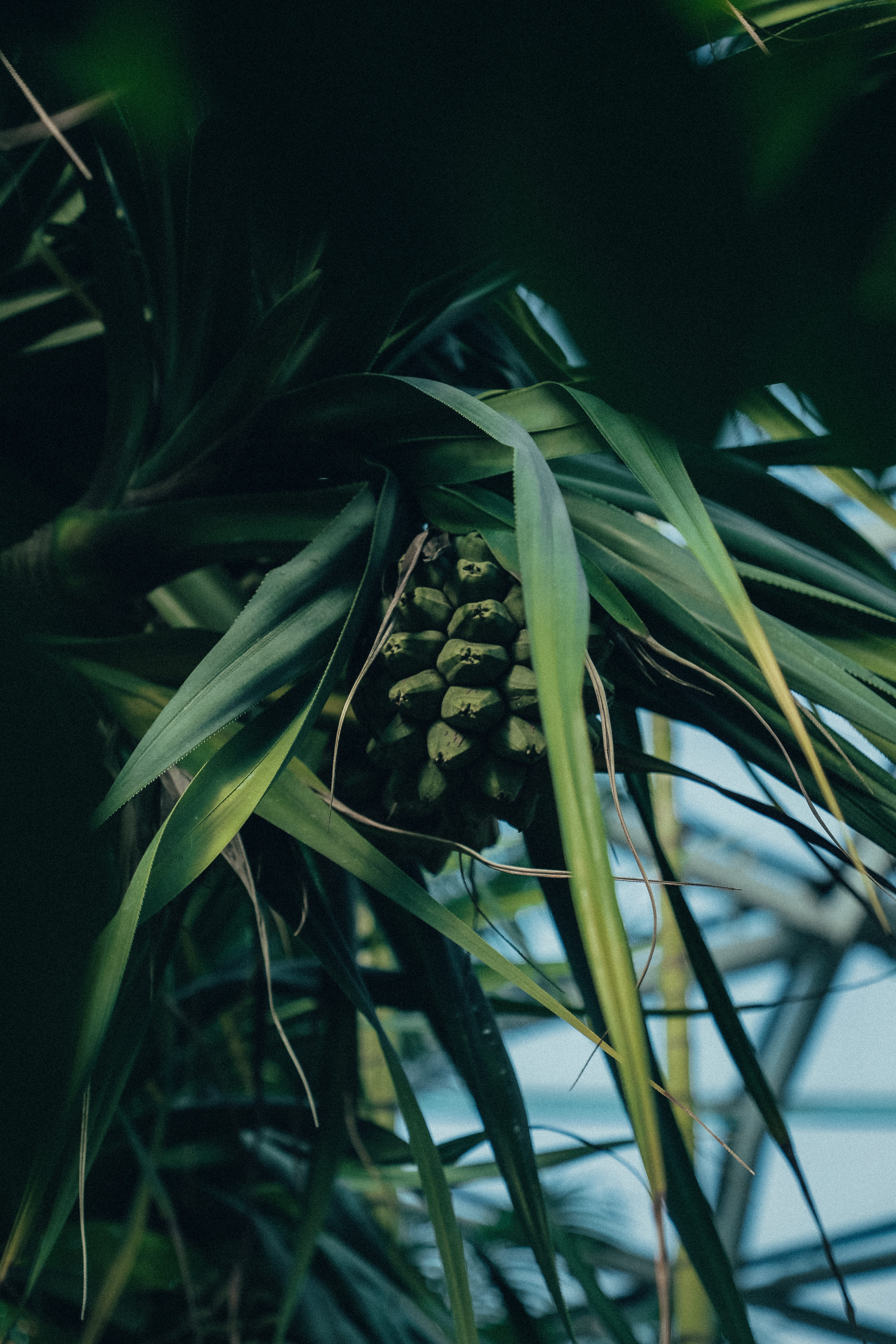 selective focus, plant part, agavaceae, food and drink, pineapple, freshness, reptile, produce, araceae, beauty in nature, flower, vegetation, plant, no people, Phone HD Wallpaper