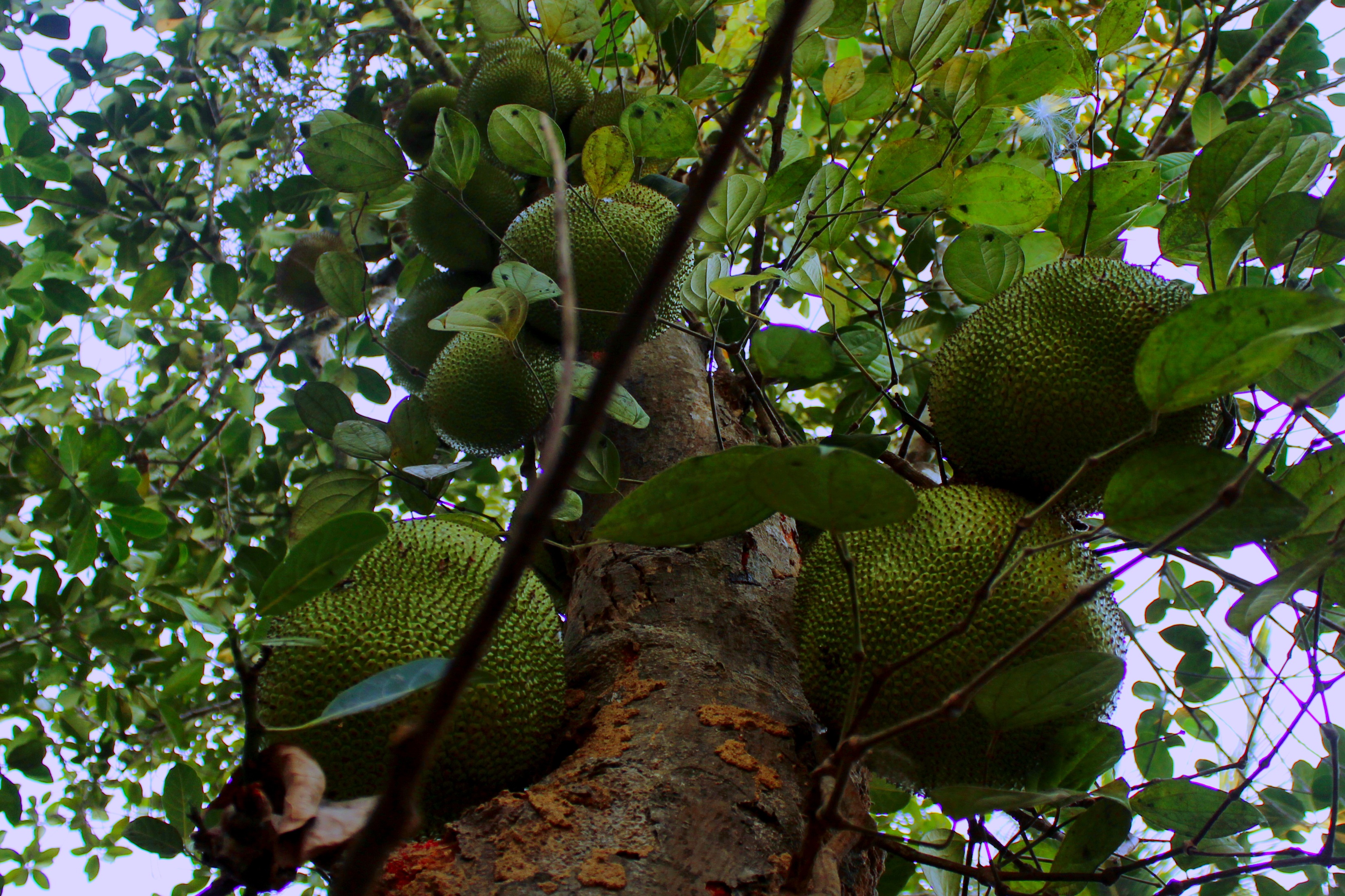 growth, sweet, delicious, plant part, hanging, green color, food and drink, no people, wellbeing, day, branch, jackfruit, food, healthy eating, plant, leaf, HD Wallpaper