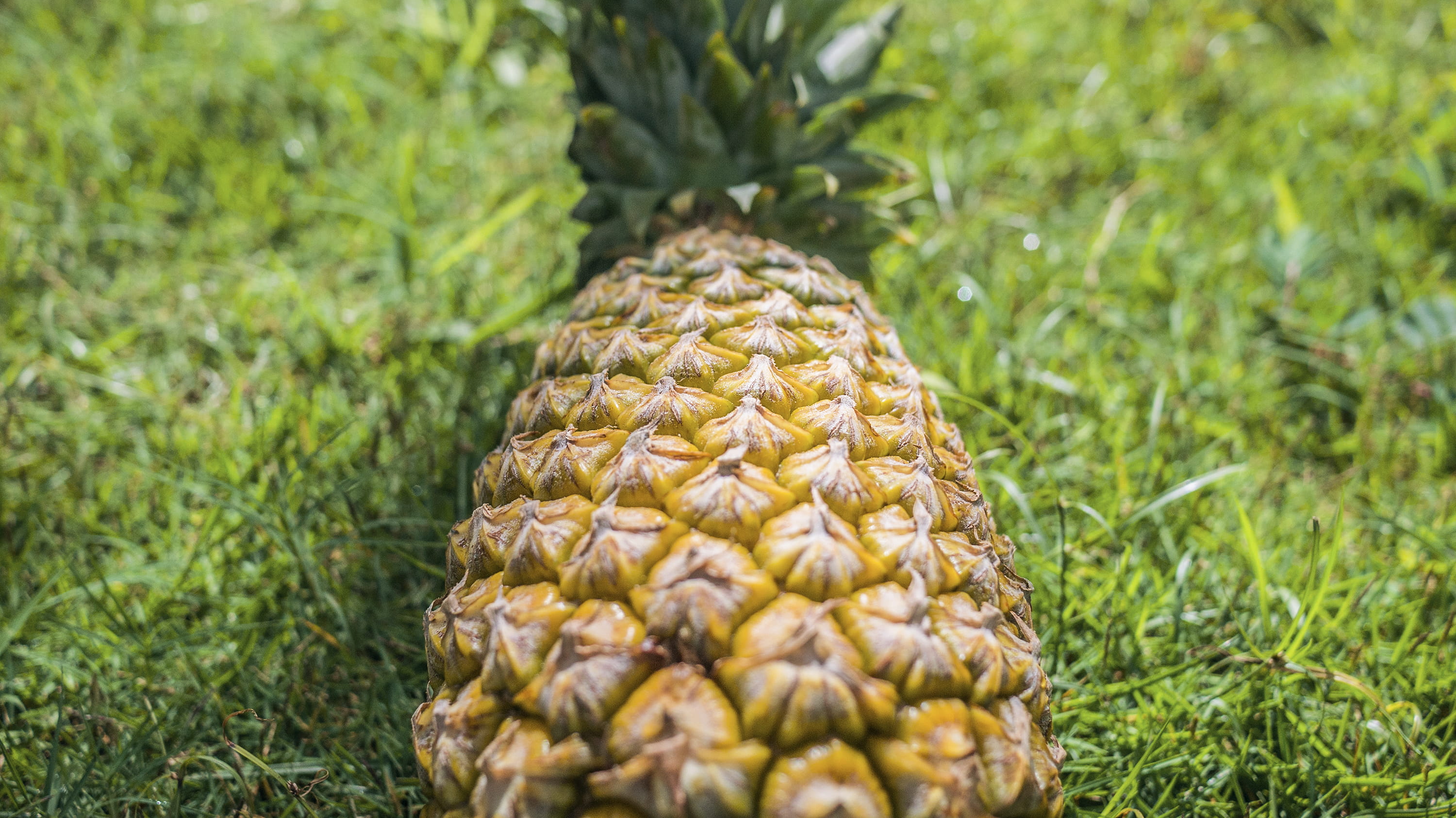 close-up, leek, no people, freshness, fractal, food and drink, conifer, larch, mammal, jackfruit, grass, melon, wildlife, nature, produce, pattern, green color, HD Wallpaper