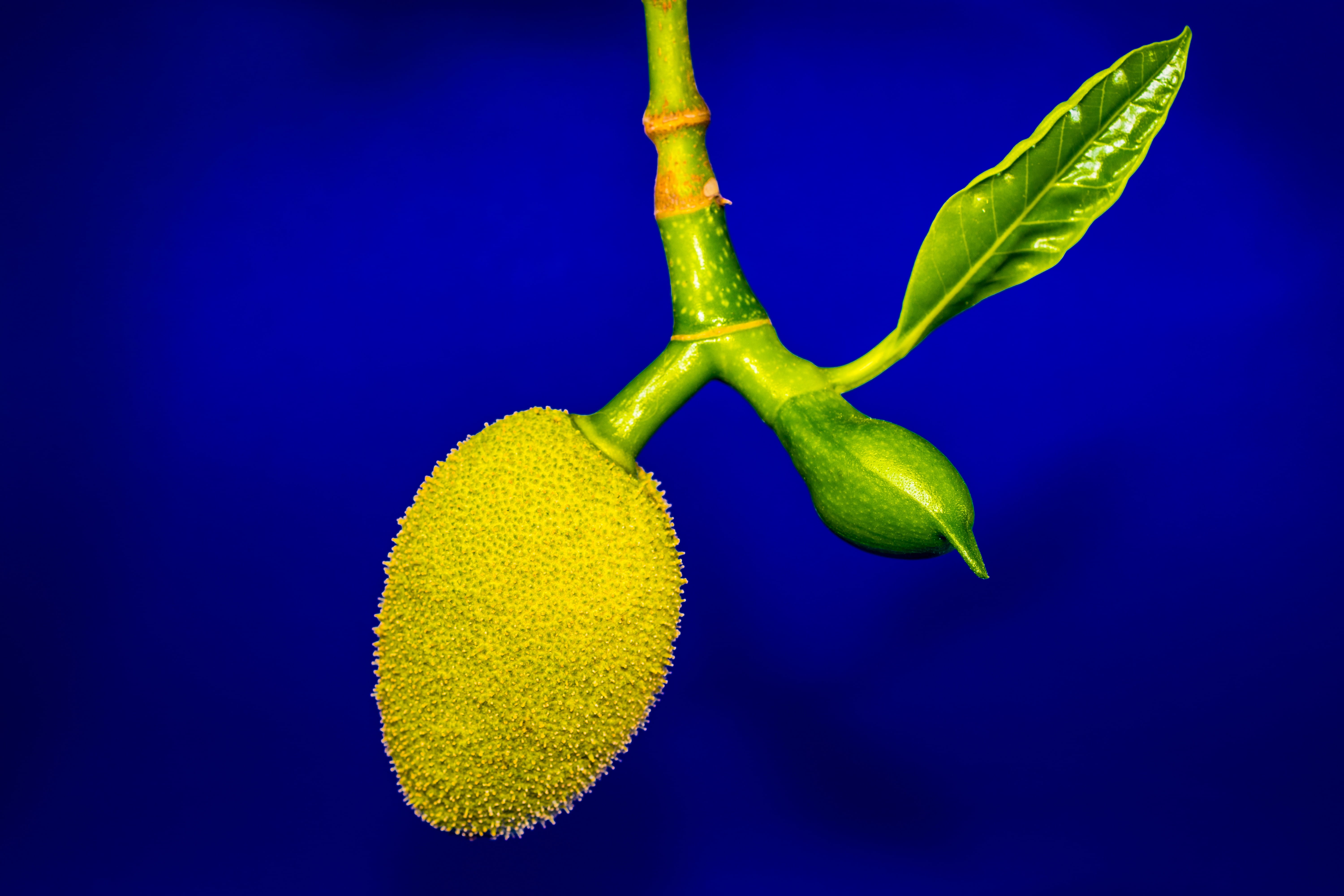 no people, blue background, blue, young jackfruit, colored background, wellbeing, green color, plant part, Young, plant stem, single object, nature, close, HD Wallpaper