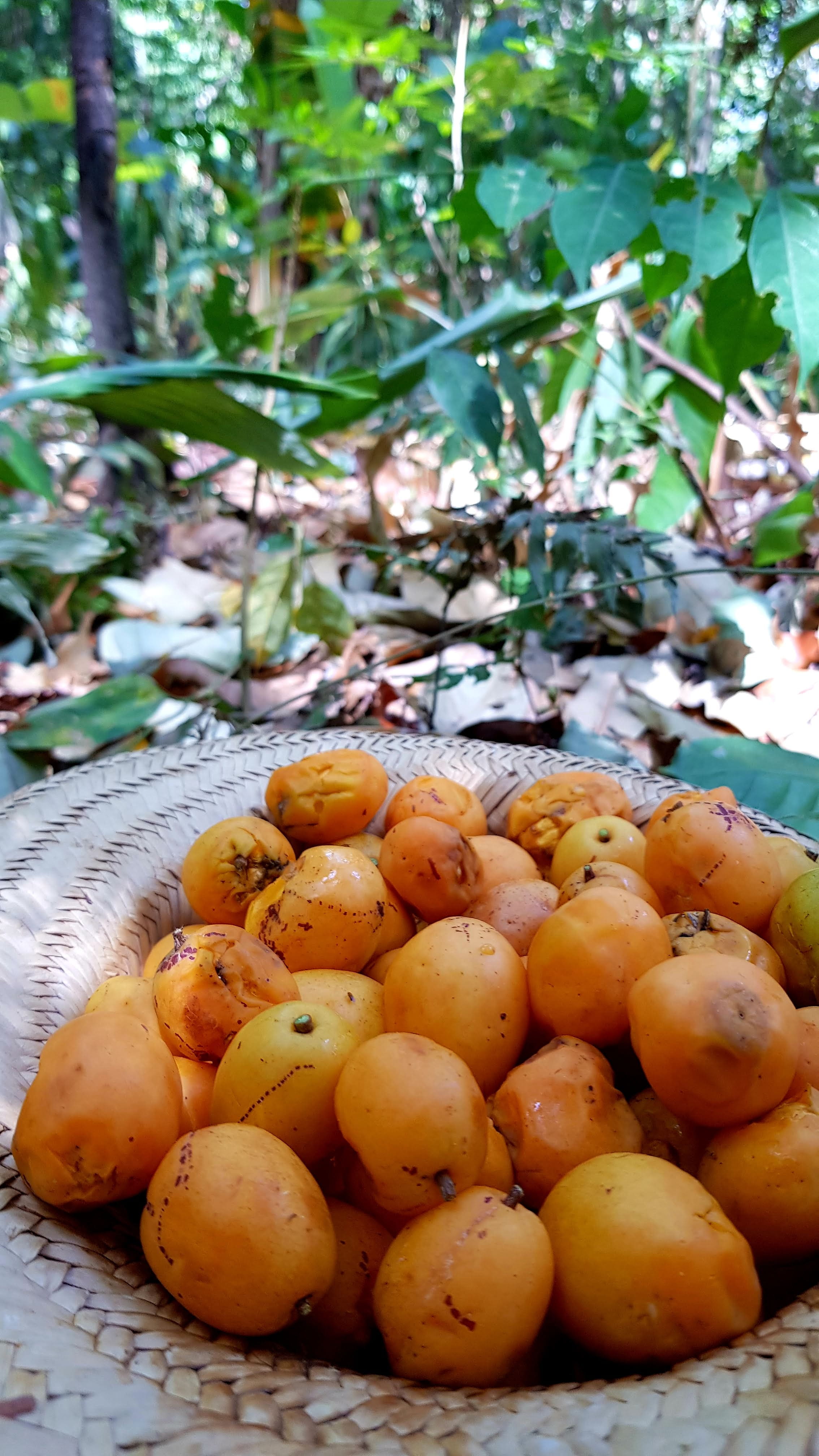 plum, persimmon, fruit, taperebá, tree, plant, 4K, apricot, orange color, lentil, freshness, food and drink, nature, bean, leaf, growth, day, close-up, Phone HD Wallpaper