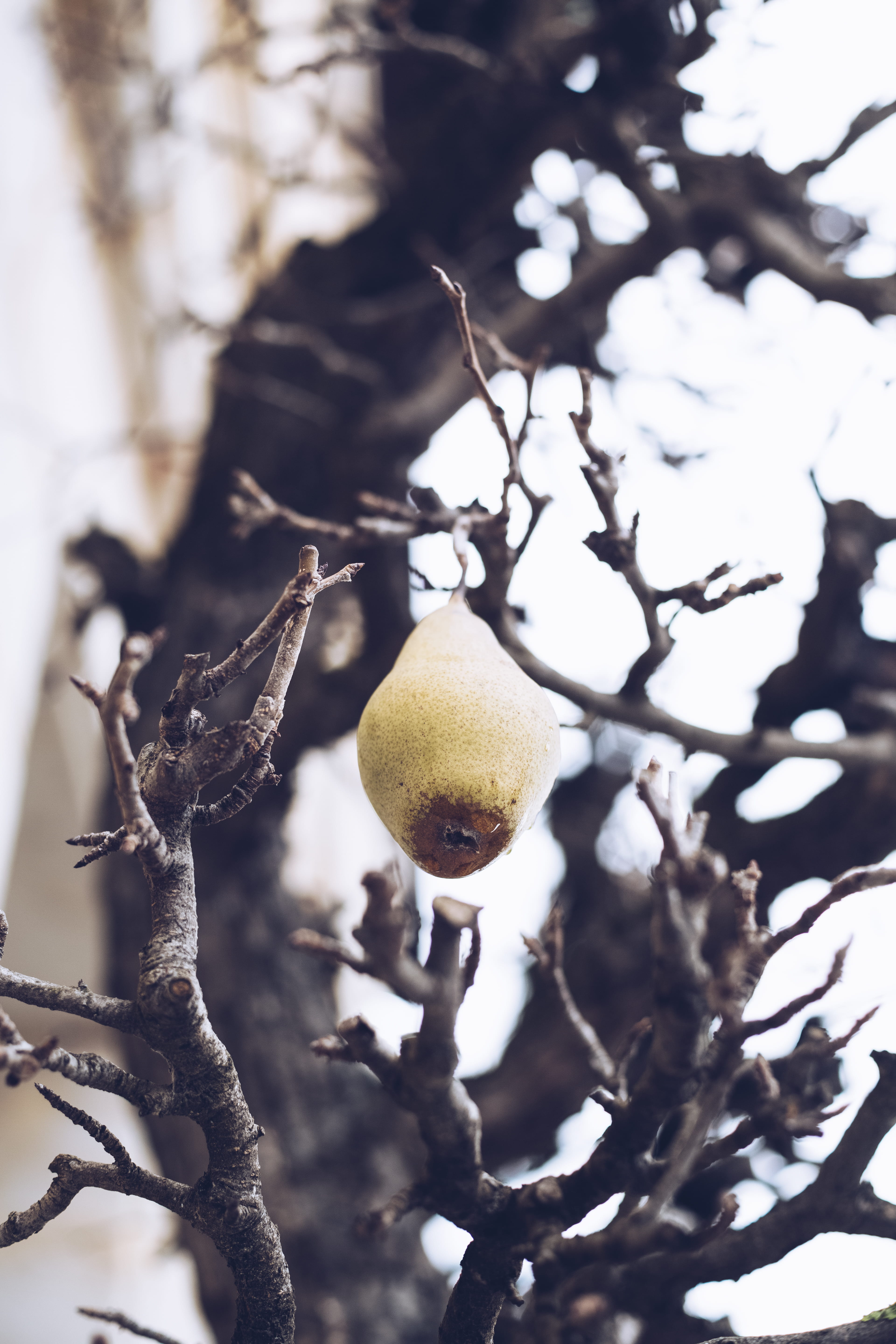 5K, fruit tree, pollen, pear, branch, focus on foreground, selective focus, close-up, quince, no people, vegetable, nature, fruit, blueberry, low angle view, Phone HD Wallpaper
