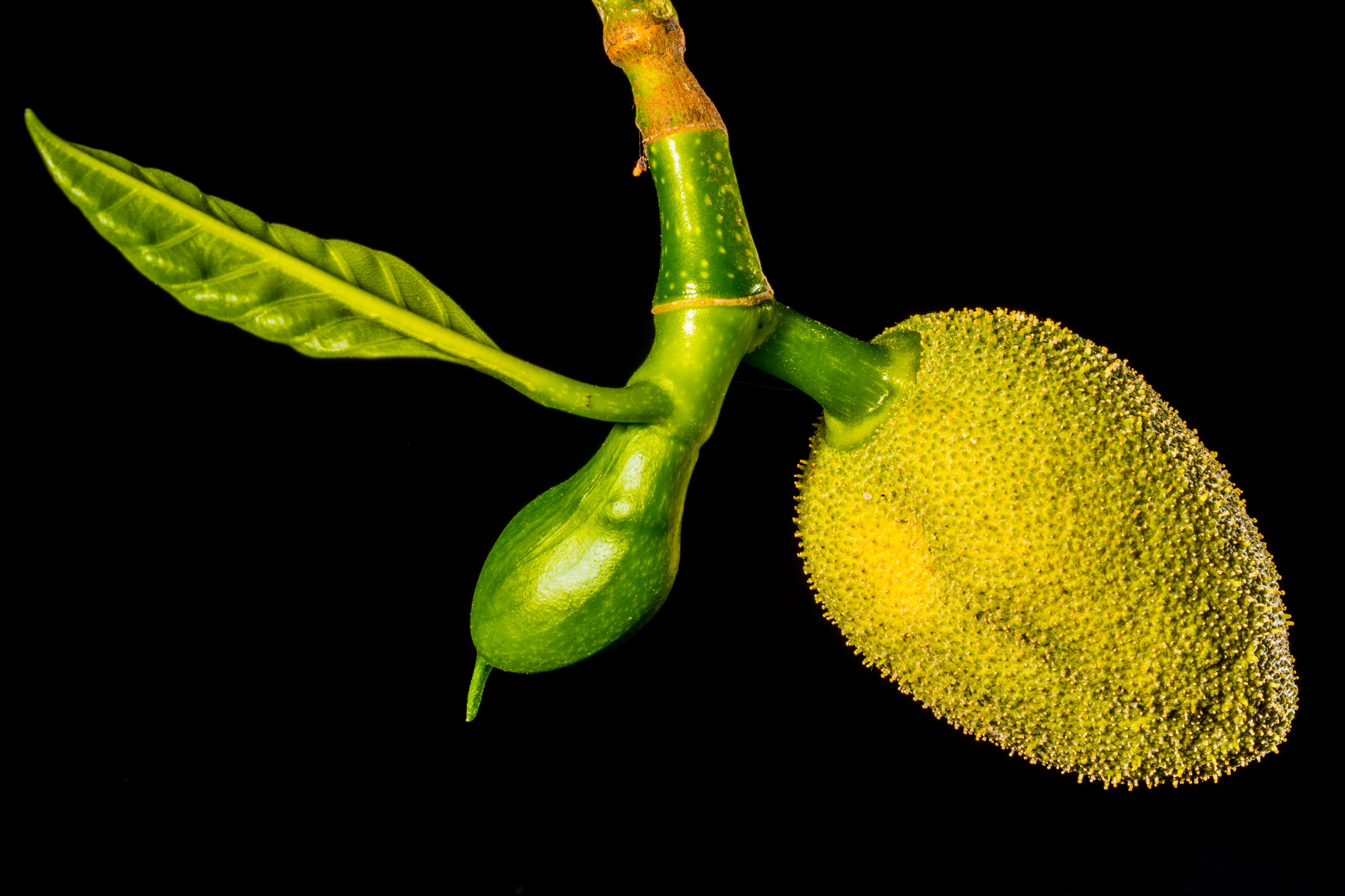 nature, plant, studio shot, still life, food, Jack Fruit, yellow, indoors, vegetable, 5K, close, jack, macro, tropical, healthy eating, close-up, food and drink, HD Wallpaper