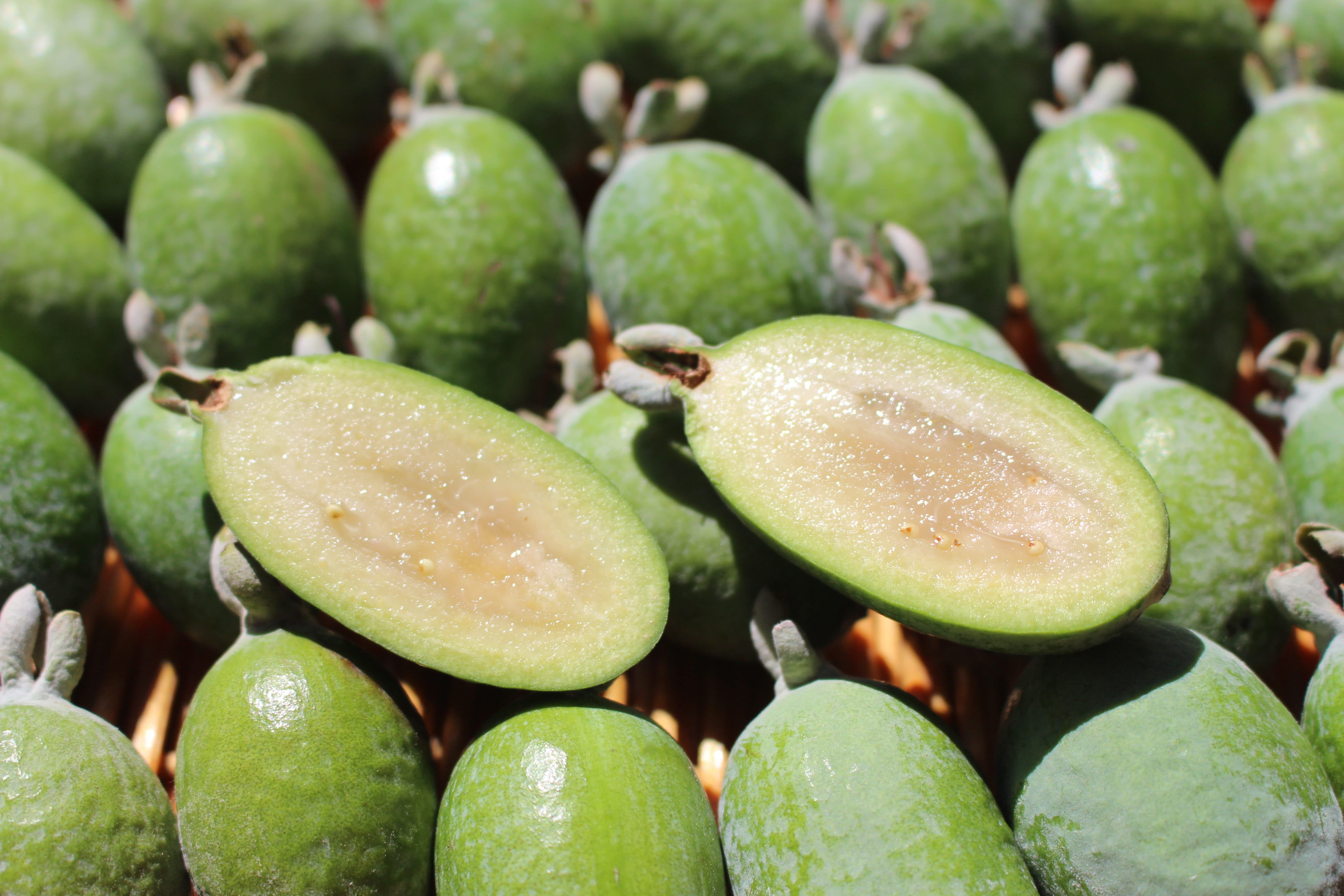 5K, high angle view, healthy eating, feijoas, selective focus, food, large group of objects, freshness, acca, day, backgrounds, green color, indoors, food and drink, HD Wallpaper