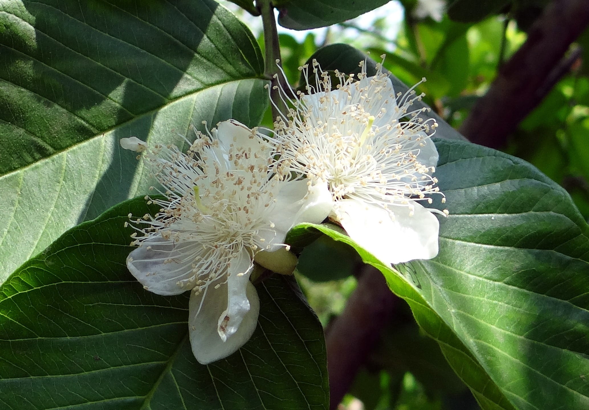 outdoors, fragility, plant, Flower, vulnerability, flowering plant, dharwad, inflorescence, green color, 1080P, flower head, guava leaf, nature, Leaf, HD Wallpaper
