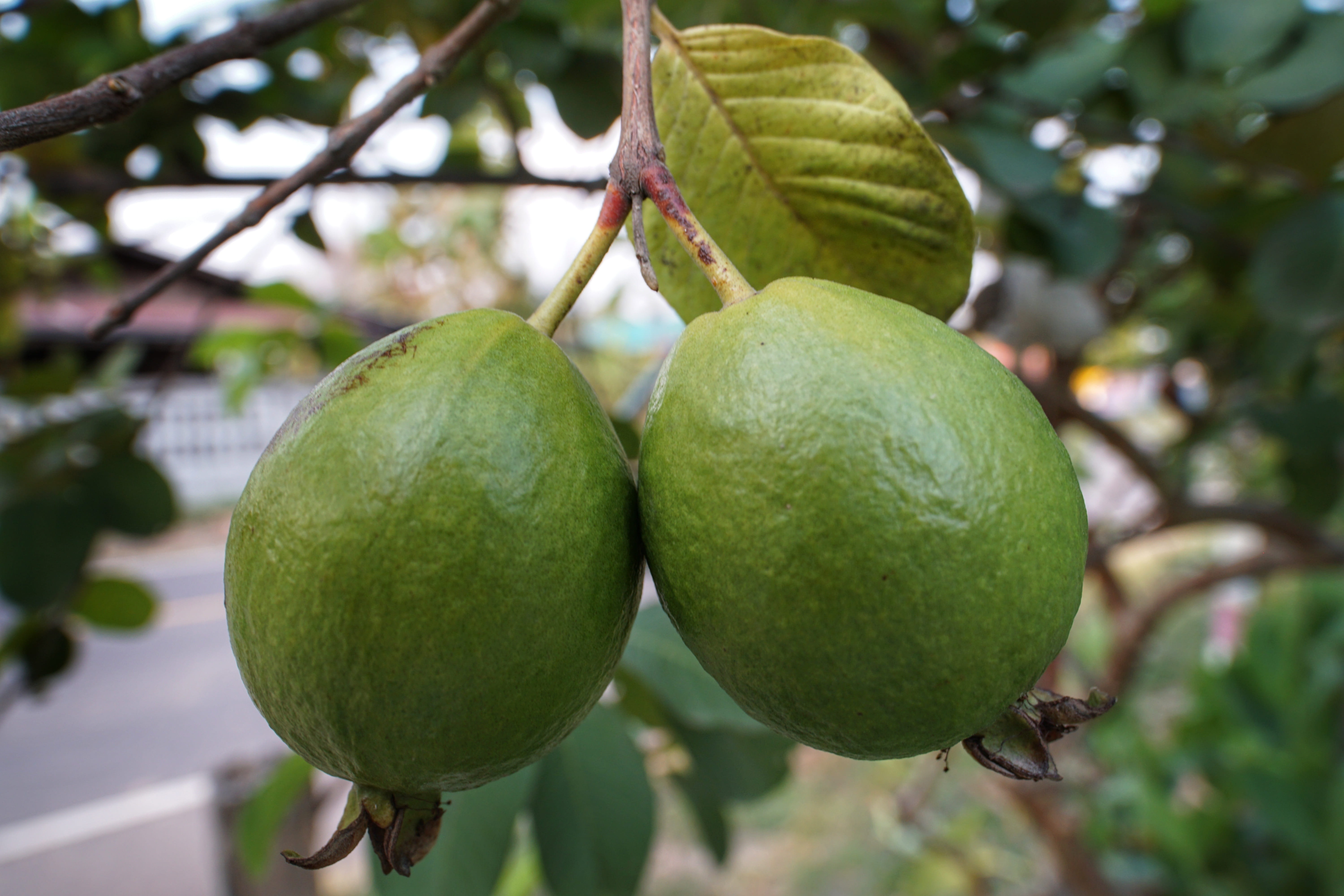 plant part, plant, outdoors, day, apple like, nature, wellbeing, crop, tree, hanging, leaf, food and drink, freshness, focus on foreground, guava, green color, HD Wallpaper