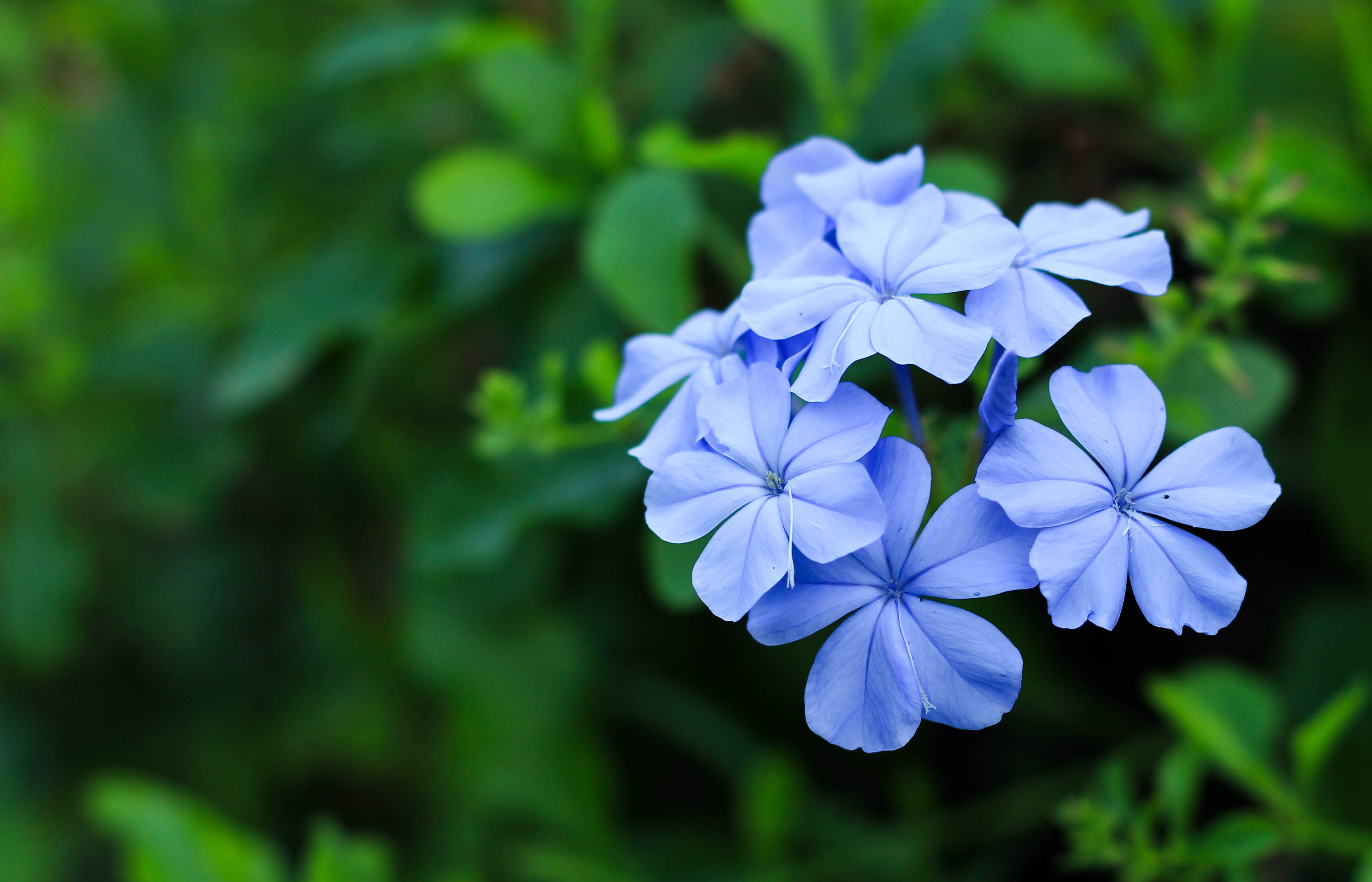 flower, focus on foreground, the dusky fog, blue flower, no people, fragility, bright, purple, nature, flower head, blue, plant, plant part, garden, flowering plant, HD Wallpaper