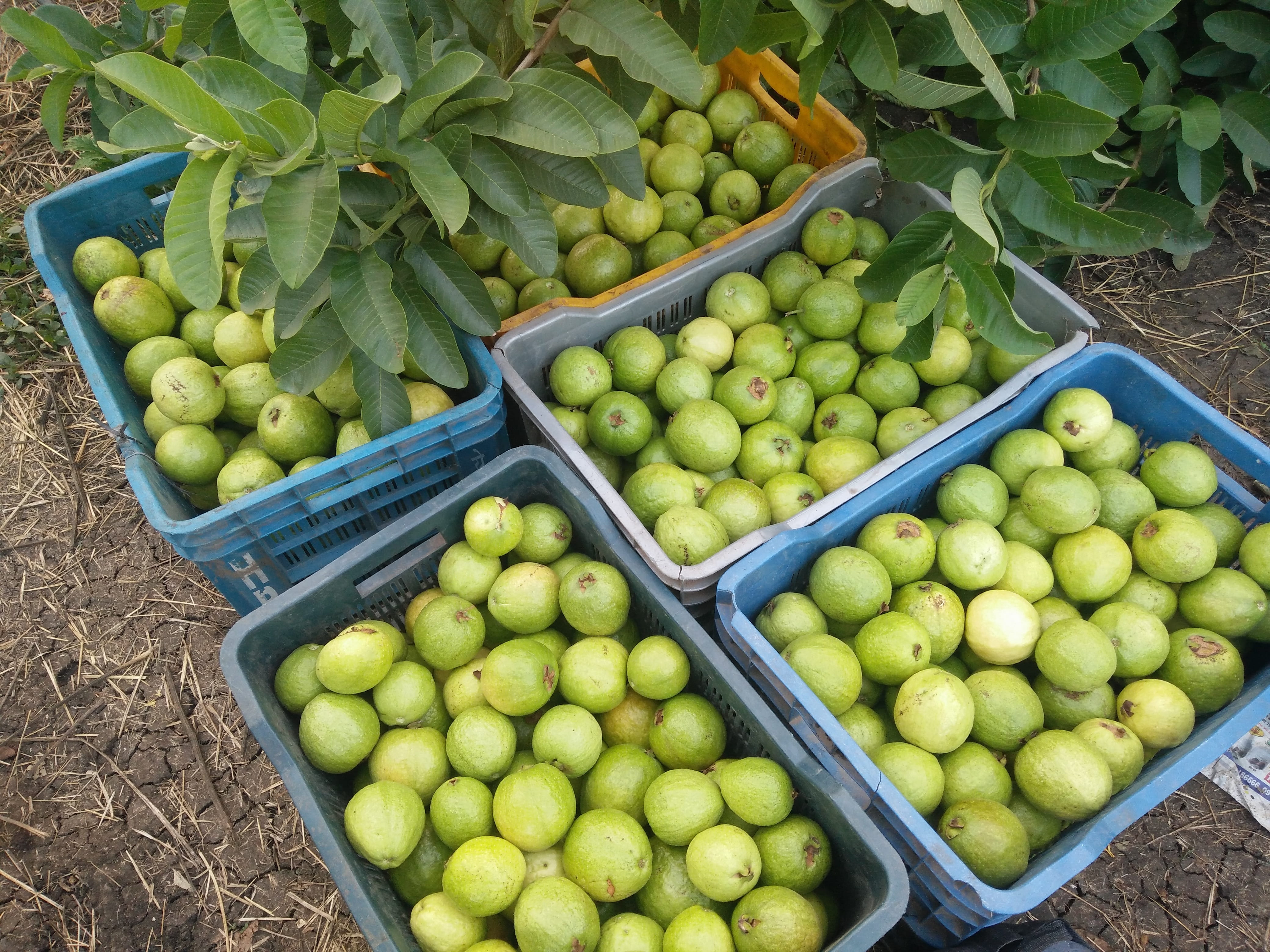 4K, day, leaf, market, fruit crate, fruit tray, fruit basket, guava, outdoors, abundance, ripe, plant part, guava tree, food, wellbeing, large group of objects, HD Wallpaper