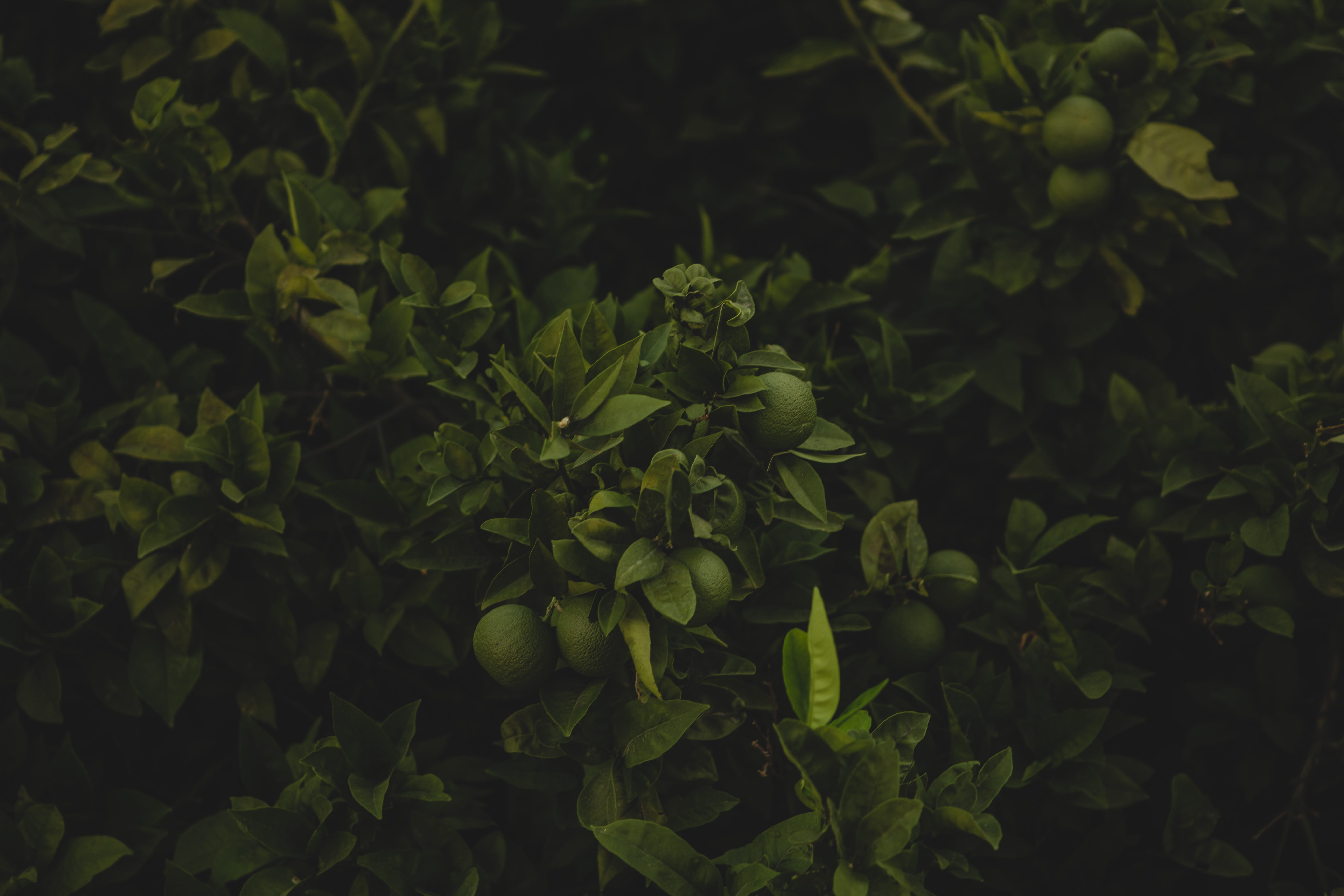 tree, green, guava, outdoors, fruit, botany, growth, abstract, forest, environment, nature, matte, organic, dark, close-up, chromatic, leaves, backgrounds, HD Wallpaper