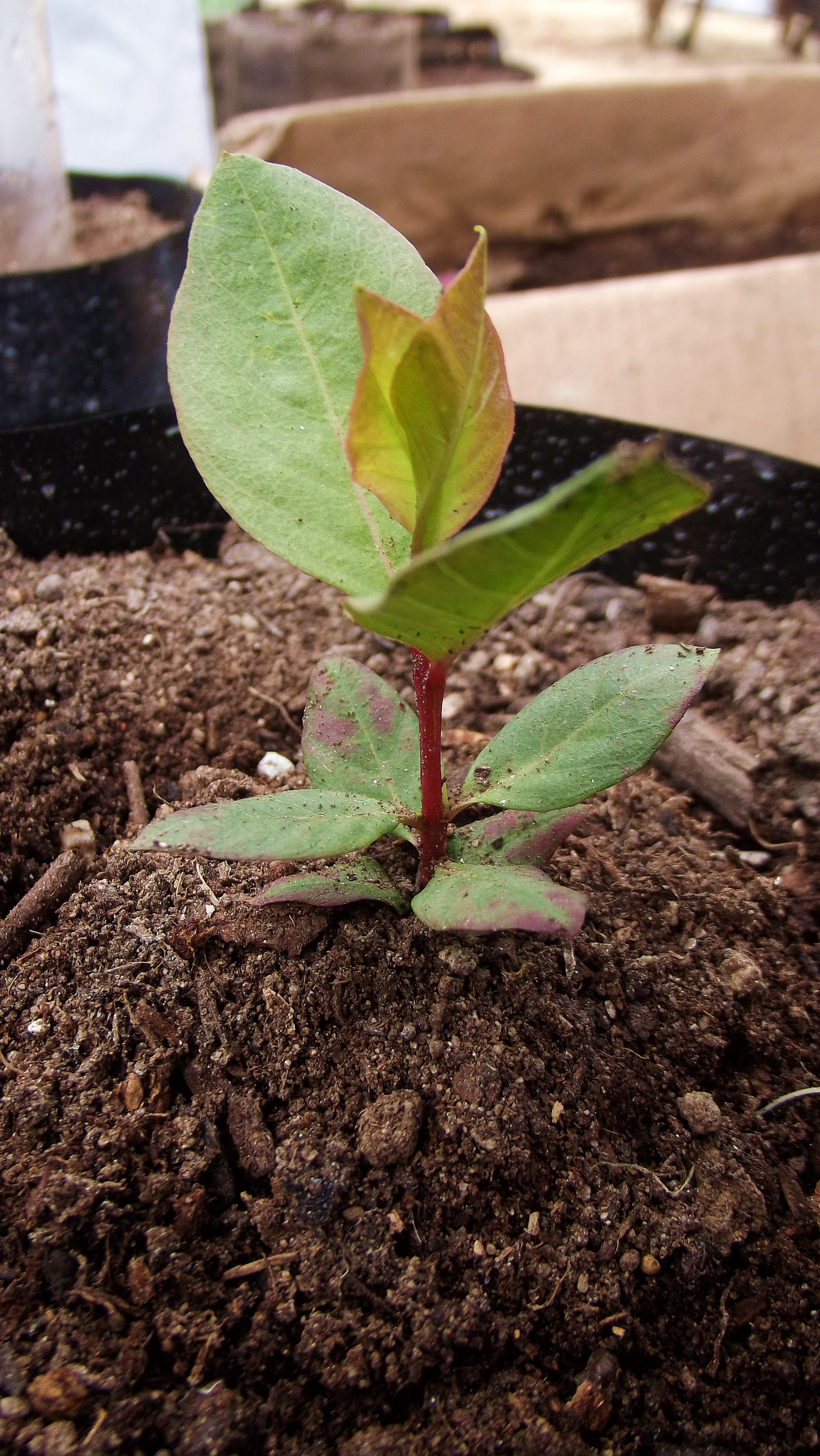 dirt, beauty in nature, day, small, green color, guava, close-up, plant, guayabo, outdoors, freshness, new life, planting, seedlings, potted plant, no people, Phone HD Wallpaper
