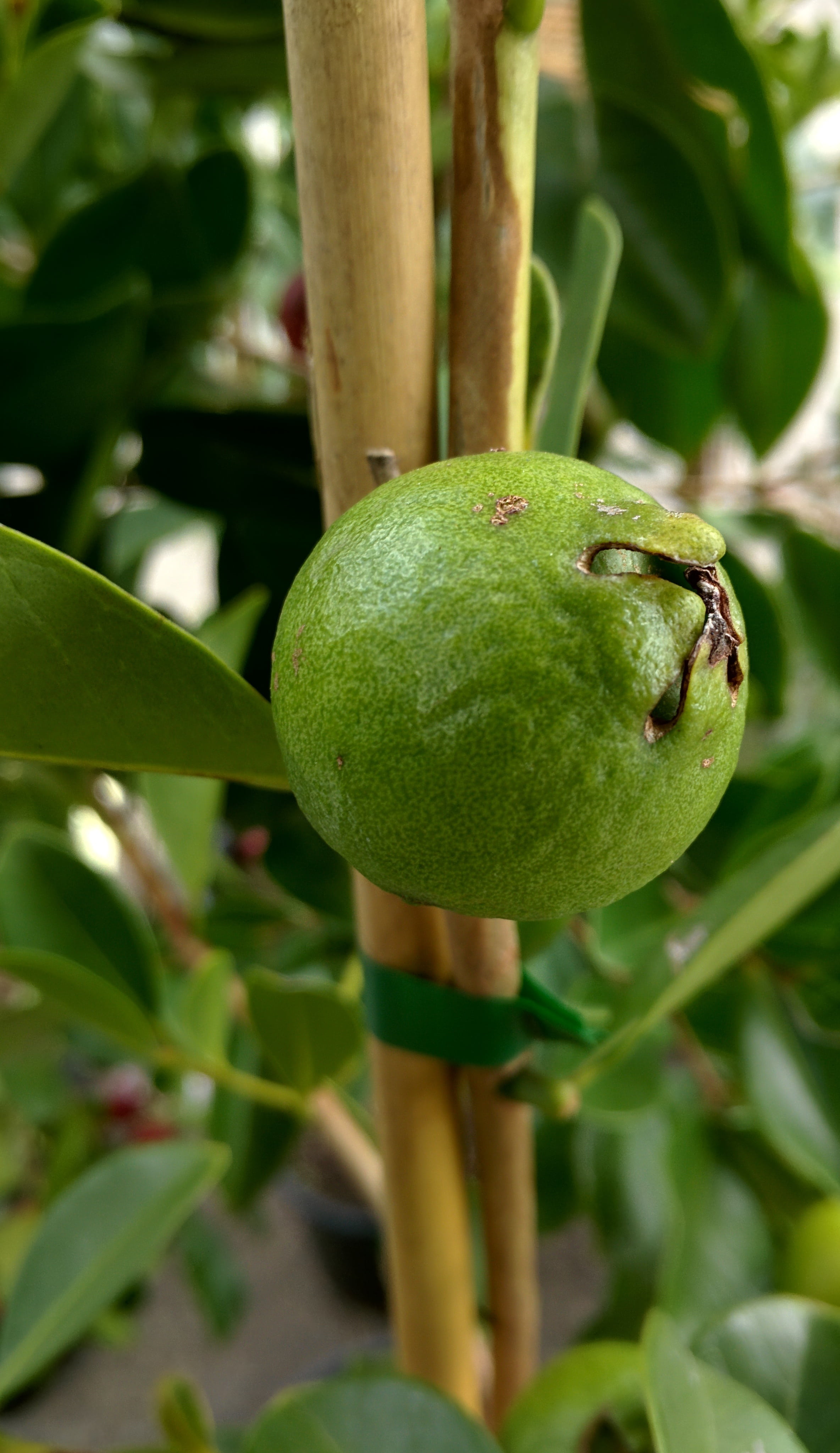 food, fruit, no people, outdoors, raw food, beauty in nature, tropical, growth, plant, food and drink, 4K, day, healthy eating, wellbeing, close-up, leaf, Phone HD Wallpaper