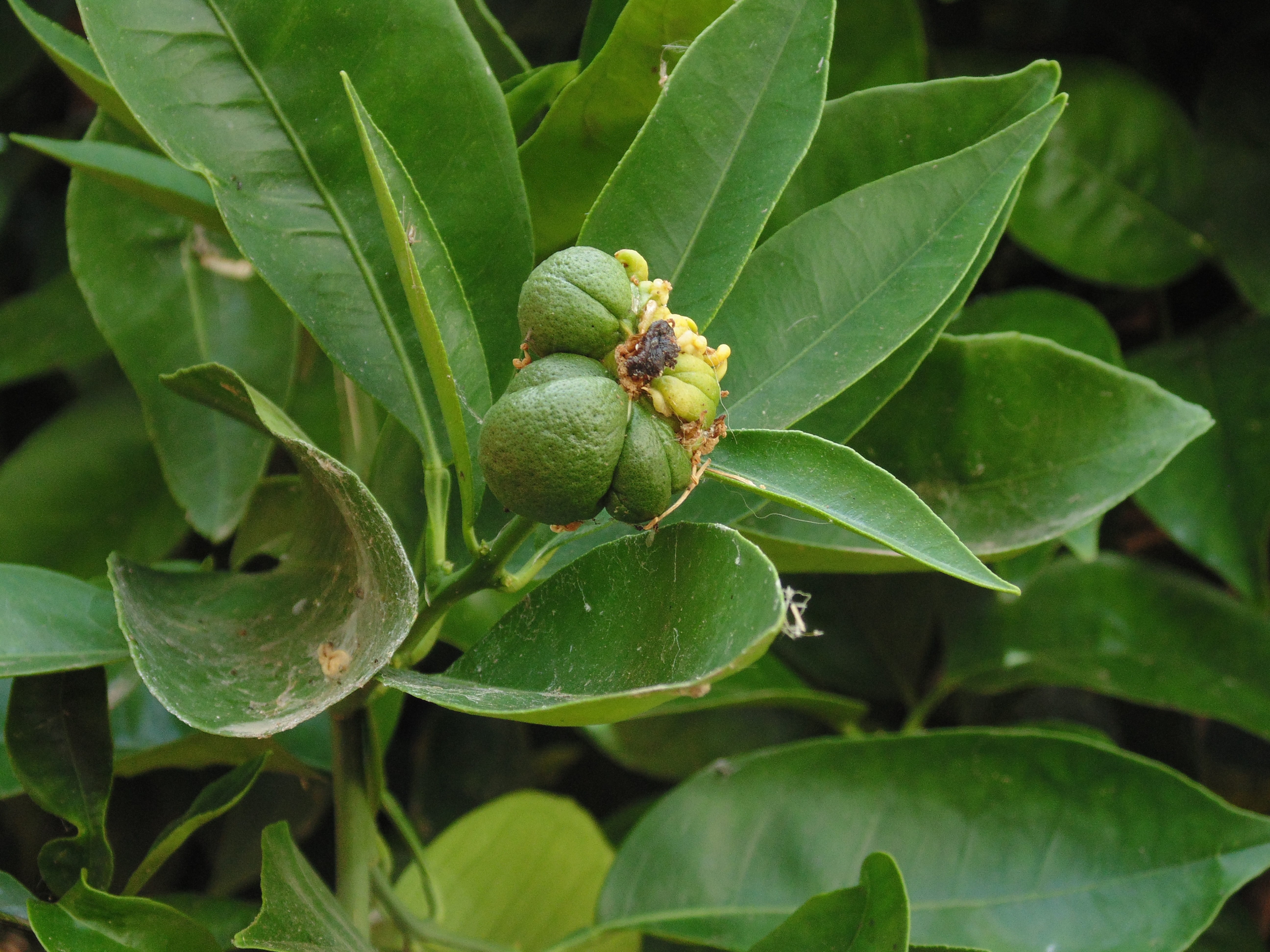 wellbeing, ripe, guava, nut, day, leaves, exotic, fruit, green, food, focus on foreground, plant part, close-up, food and drink, 5K, green color, healthy eating, HD Wallpaper