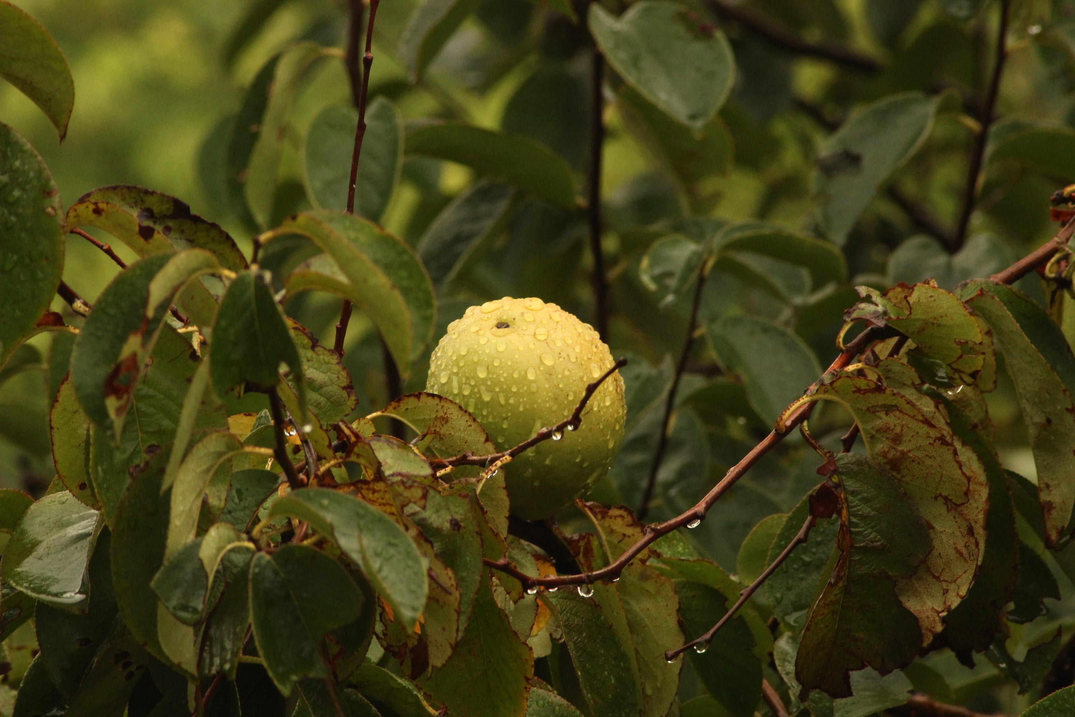 green, plant, beauty in nature, outdoors, wellbeing, round, growth, droplet, food and drink, plant part, close-up, guava, food, focus on foreground, rain, HD Wallpaper